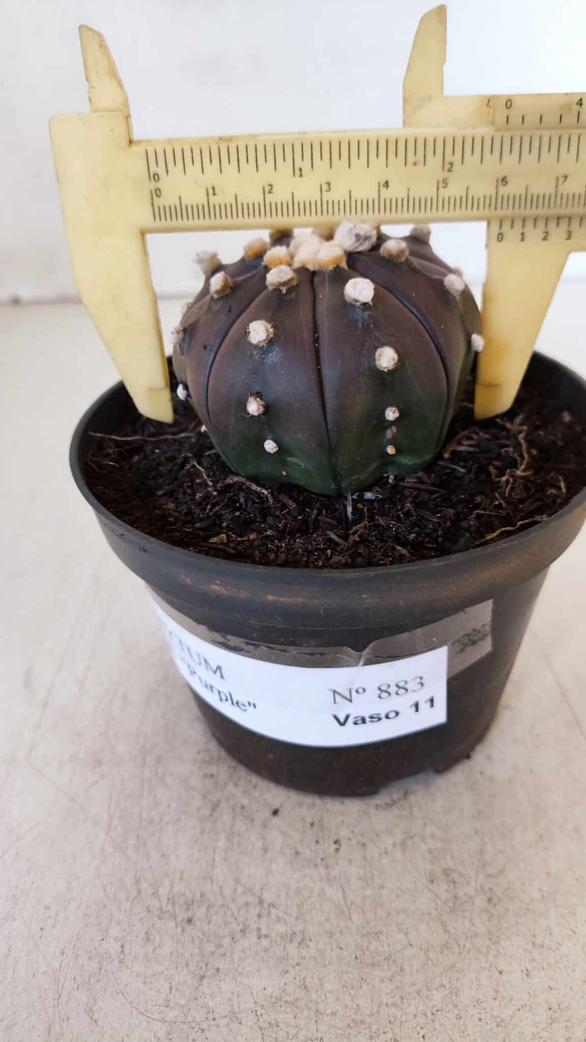 ASTROPHYTUM ASTERIAS “Purple”  Nº 883 – vaso 11