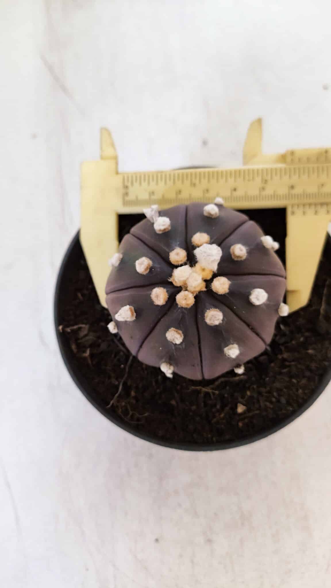 ASTROPHYTUM ASTERIAS “Purple”  Nº 883 – vaso 11