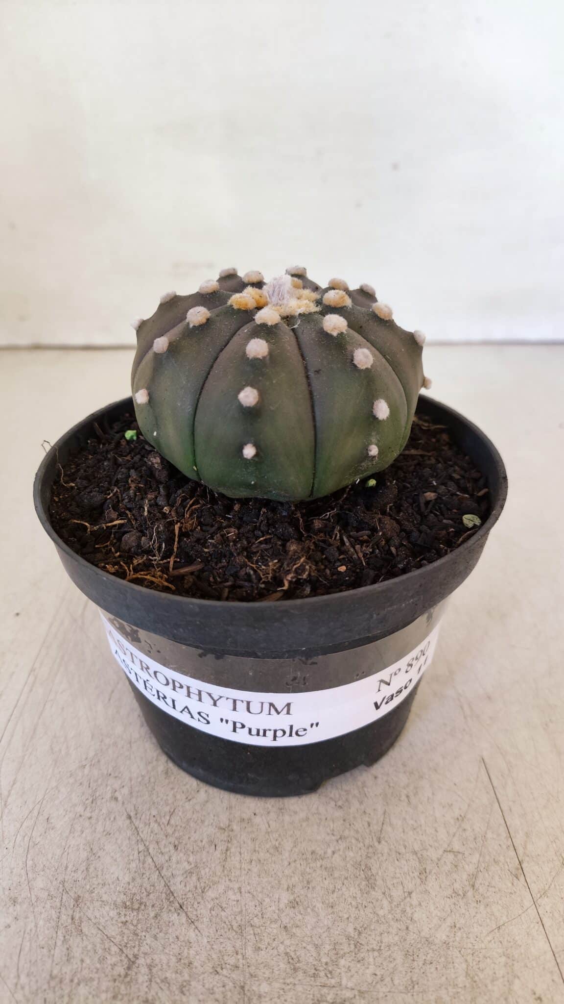 ASTROPHYTUM ASTERIAS “Purple”  Nº 890 – vaso 11