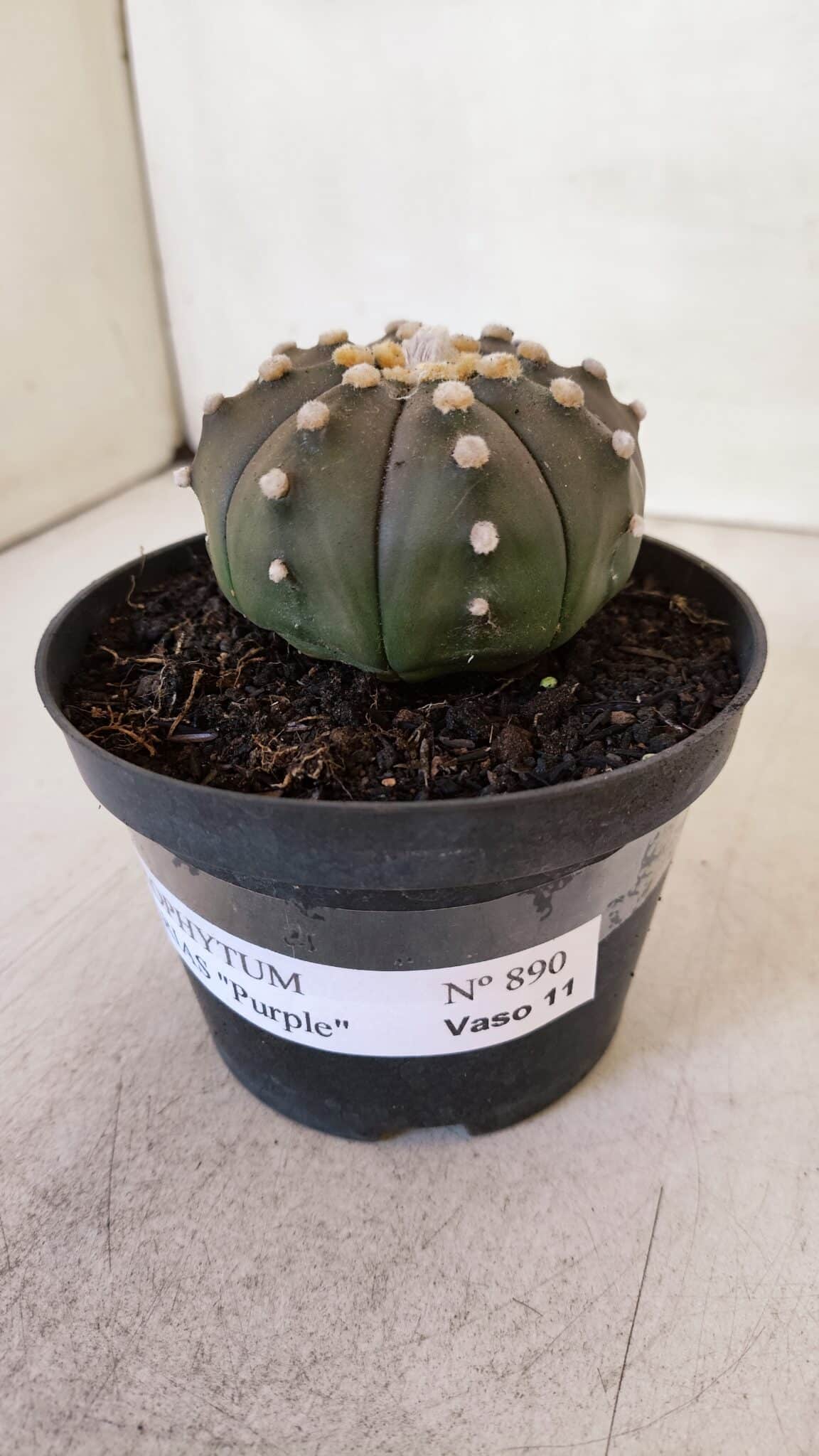 ASTROPHYTUM ASTERIAS “Purple”  Nº 890 – vaso 11