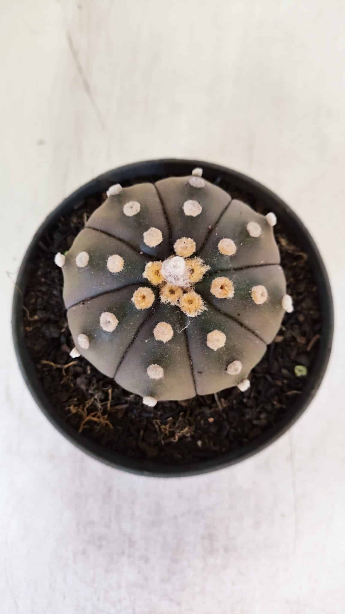 ASTROPHYTUM ASTERIAS “Purple”  Nº 890 – vaso 11