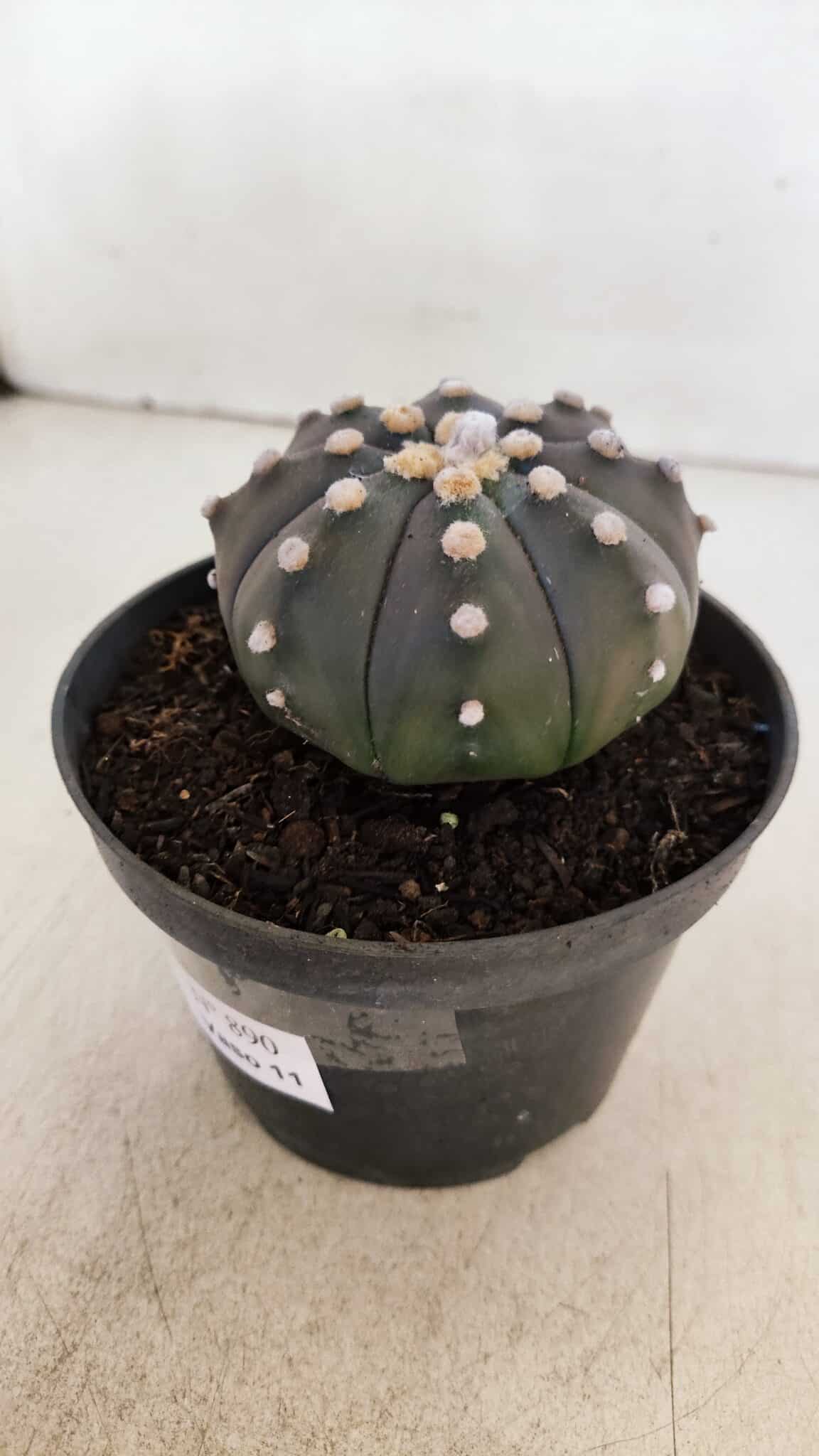 ASTROPHYTUM ASTERIAS “Purple”  Nº 890 – vaso 11