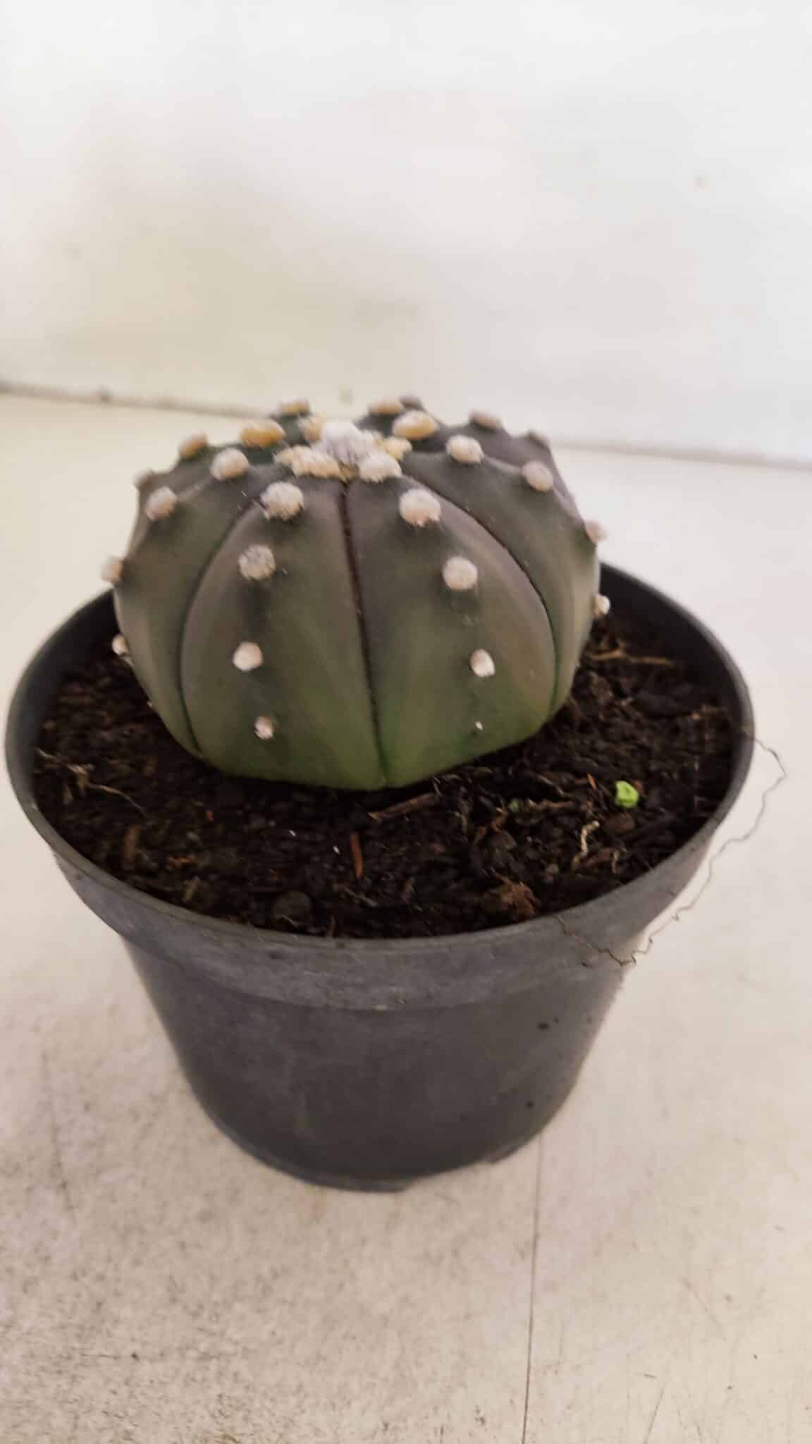 ASTROPHYTUM ASTERIAS “Purple”  Nº 890 – vaso 11