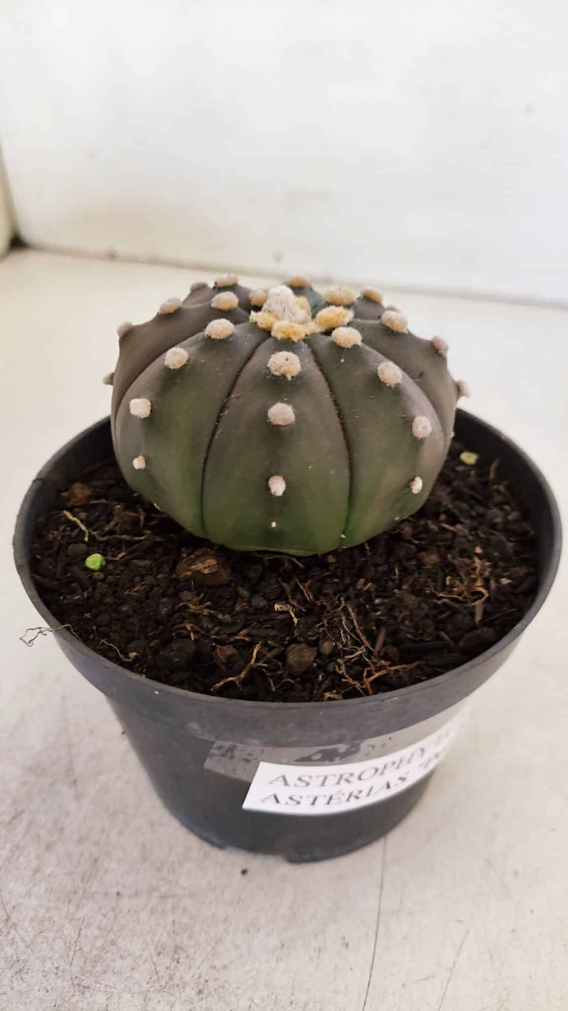 ASTROPHYTUM ASTERIAS “Purple”  Nº 890 – vaso 11