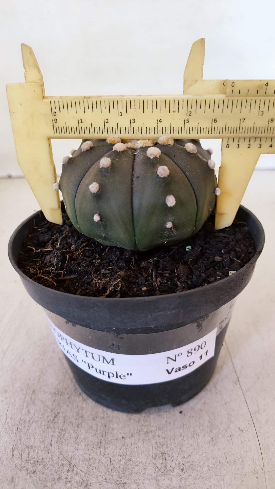 ASTROPHYTUM ASTERIAS “Purple”  Nº 890 – vaso 11