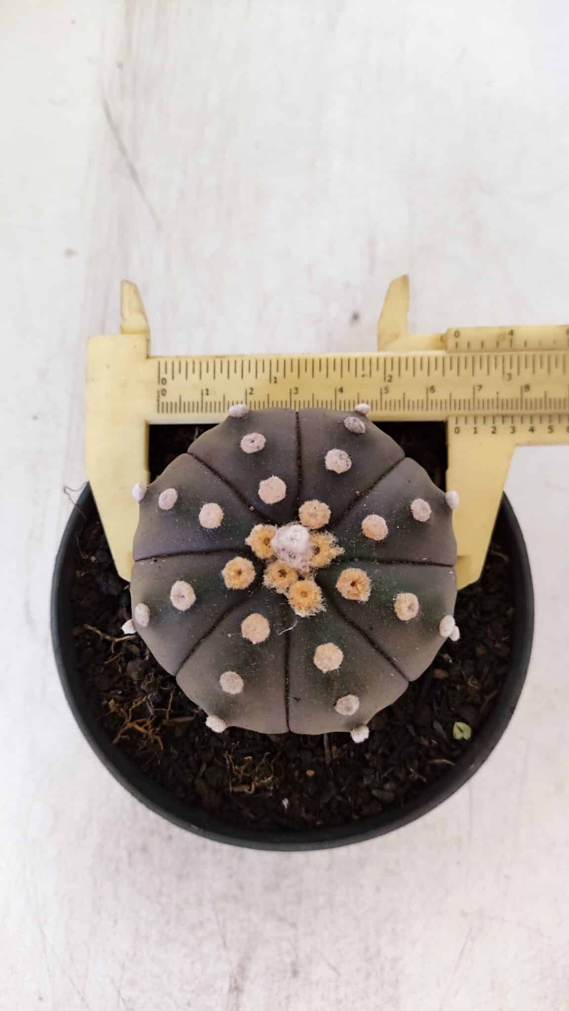 ASTROPHYTUM ASTERIAS “Purple”  Nº 890 – vaso 11