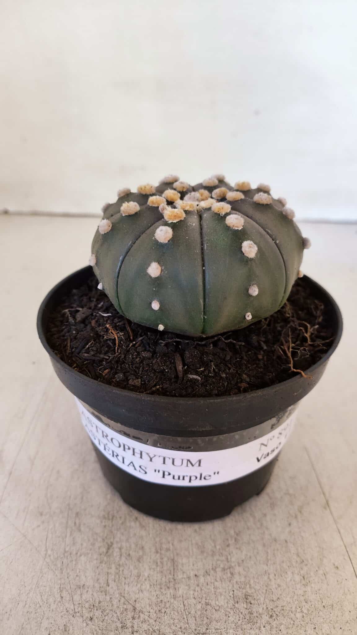 ASTROPHYTUM ASTERIAS “Purple”  Nº 891 – vaso 11