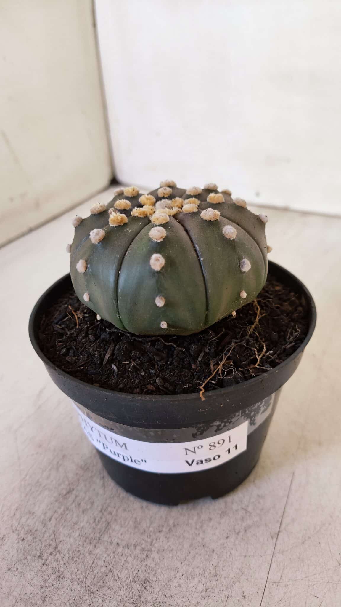 ASTROPHYTUM ASTERIAS “Purple”  Nº 891 – vaso 11