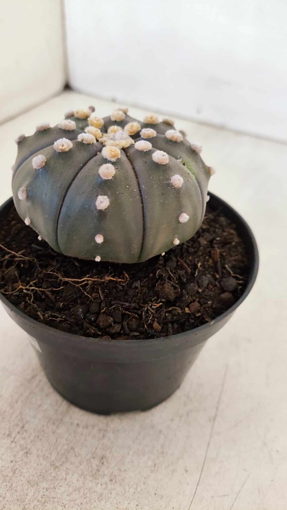 ASTROPHYTUM ASTERIAS “Purple”  Nº 891 – vaso 11