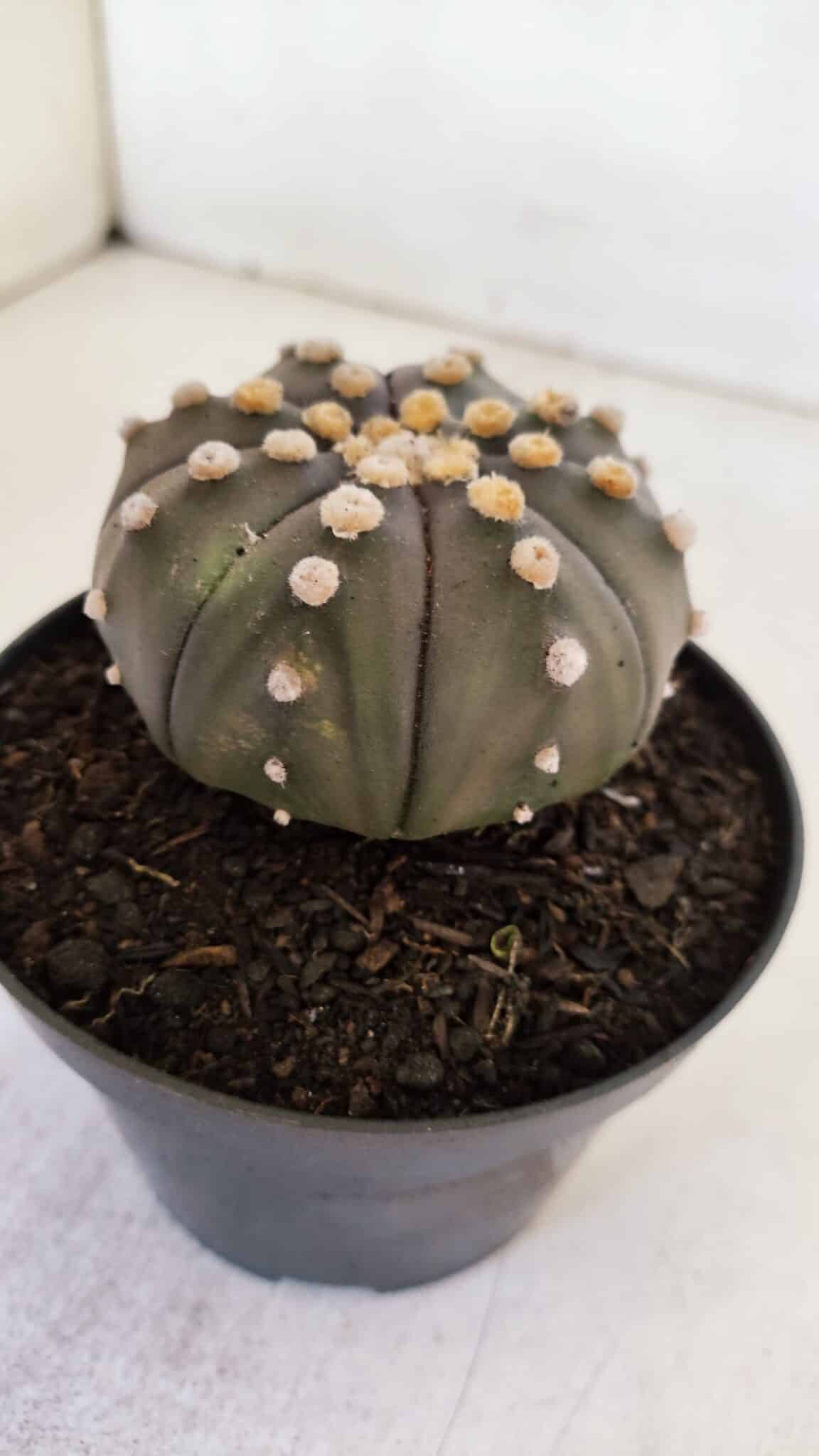 ASTROPHYTUM ASTERIAS “Purple”  Nº 891 – vaso 11