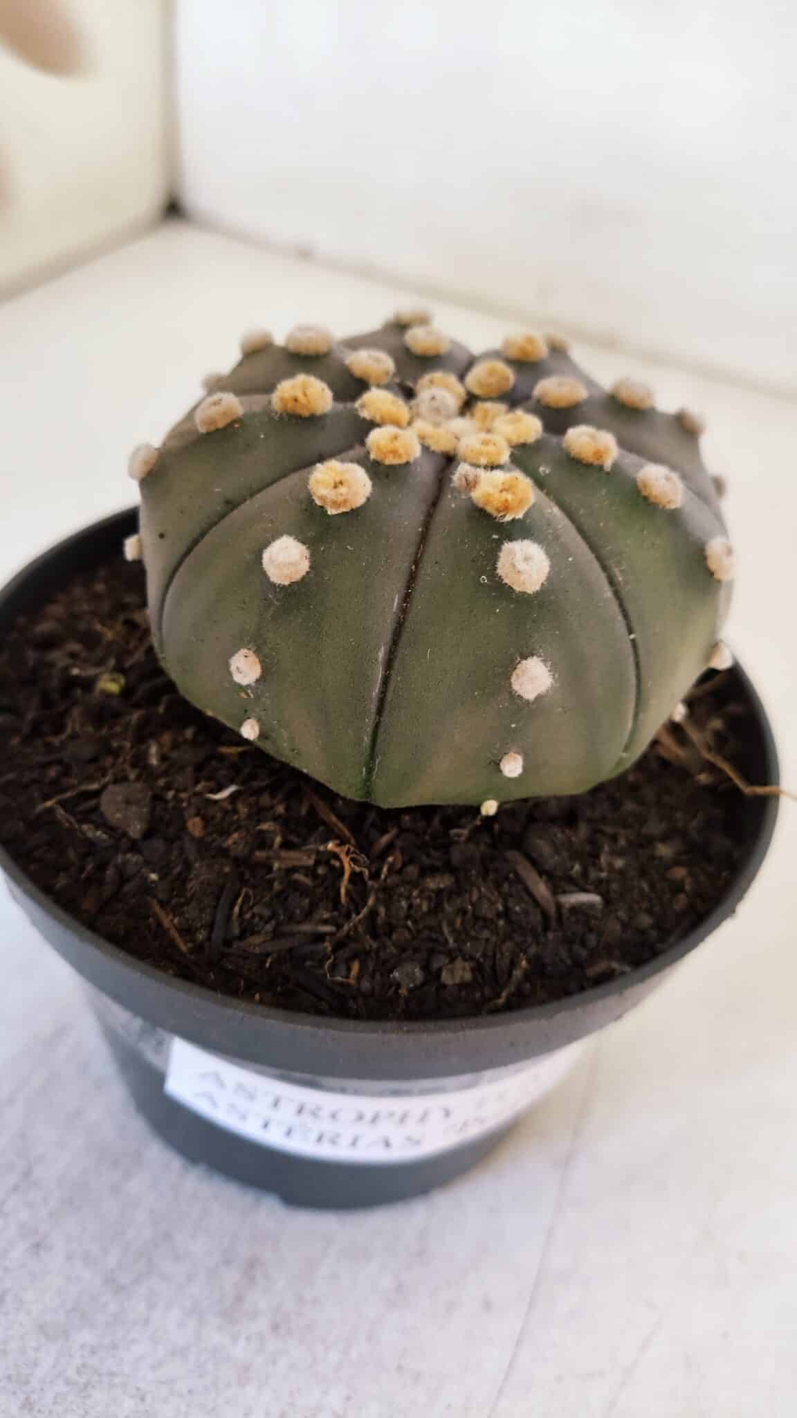 ASTROPHYTUM ASTERIAS “Purple”  Nº 891 – vaso 11