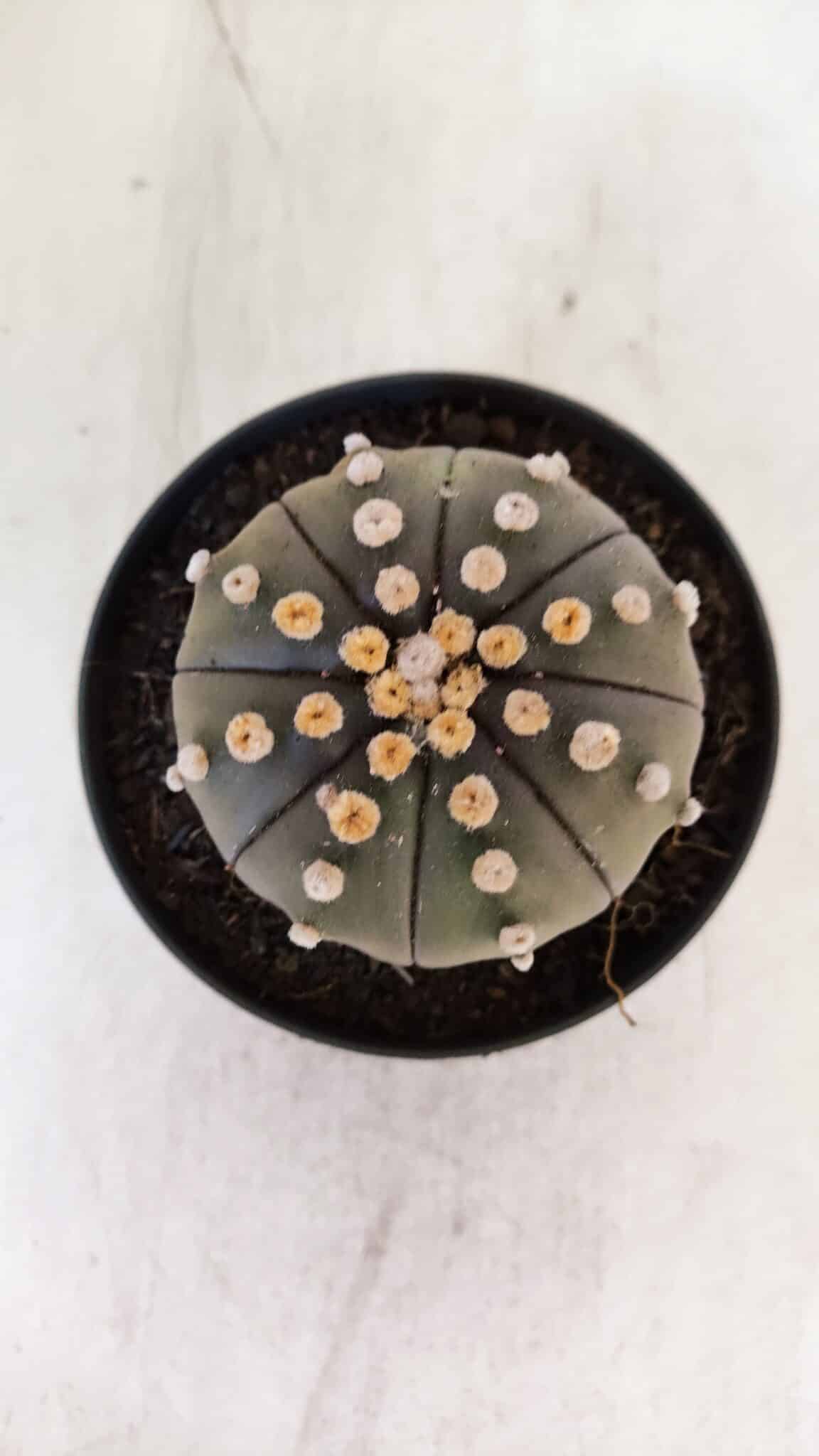 ASTROPHYTUM ASTERIAS “Purple”  Nº 891 – vaso 11