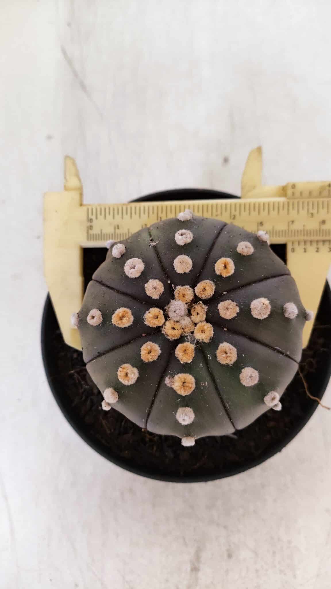 ASTROPHYTUM ASTERIAS “Purple”  Nº 891 – vaso 11