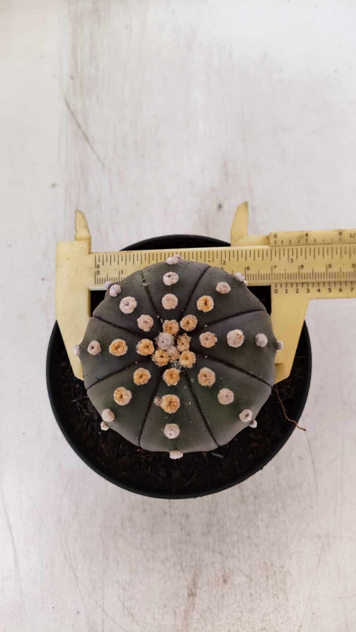 ASTROPHYTUM ASTERIAS “Purple”  Nº 891 – vaso 11