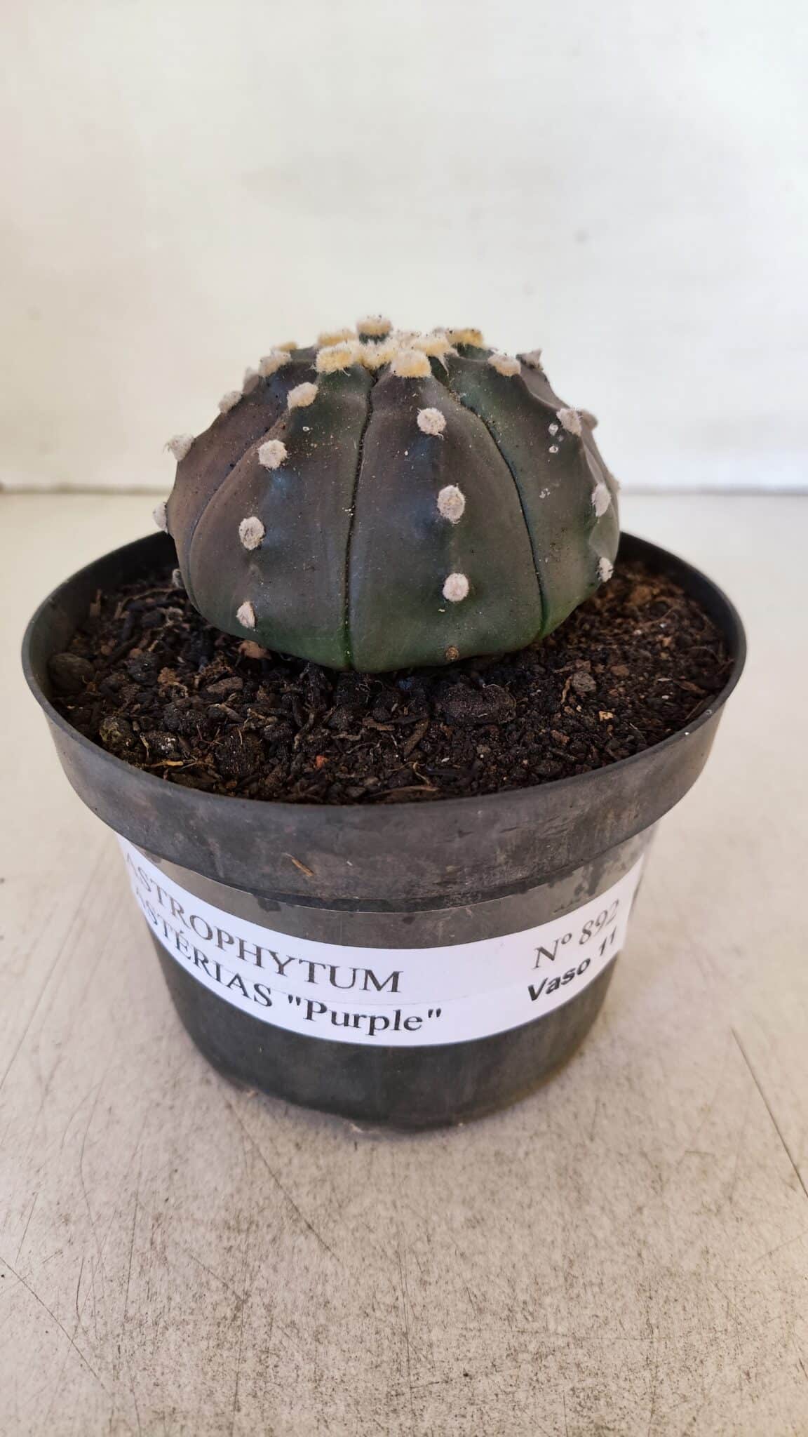 ASTROPHYTUM ASTERIAS “Purple”  Nº 892 – vaso 11