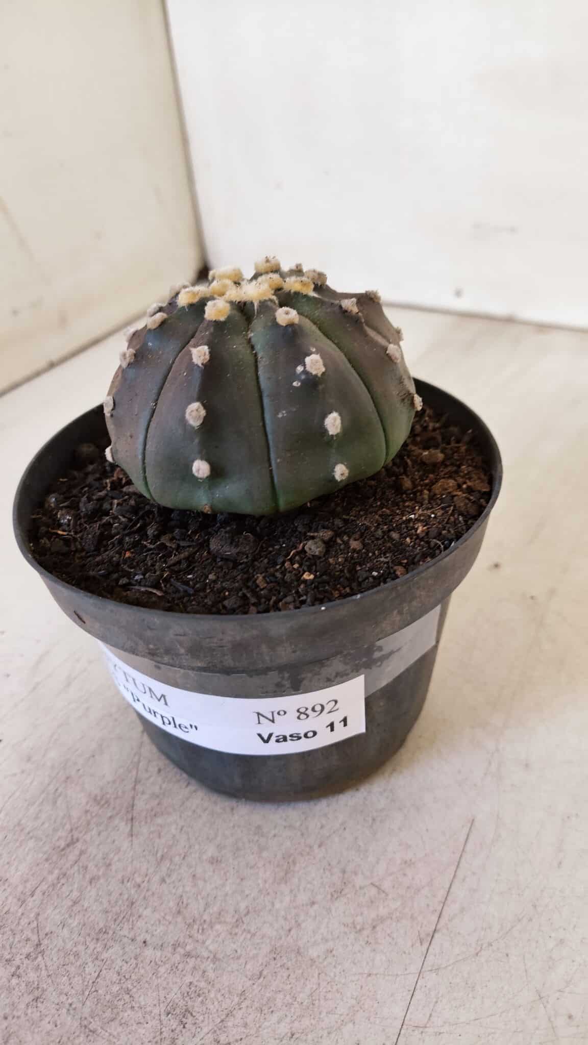 ASTROPHYTUM ASTERIAS “Purple”  Nº 892 – vaso 11