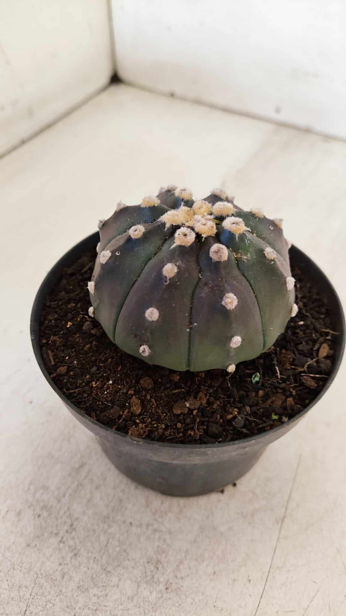 ASTROPHYTUM ASTERIAS “Purple”  Nº 892 – vaso 11
