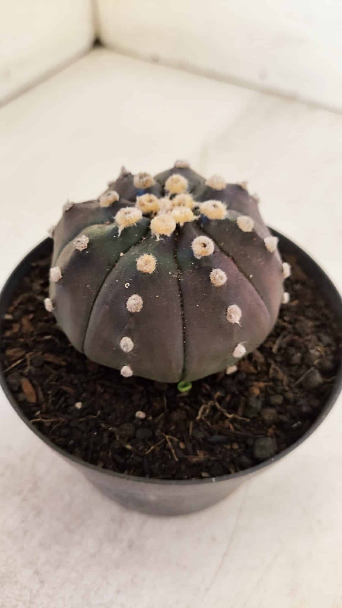 ASTROPHYTUM ASTERIAS “Purple”  Nº 892 – vaso 11