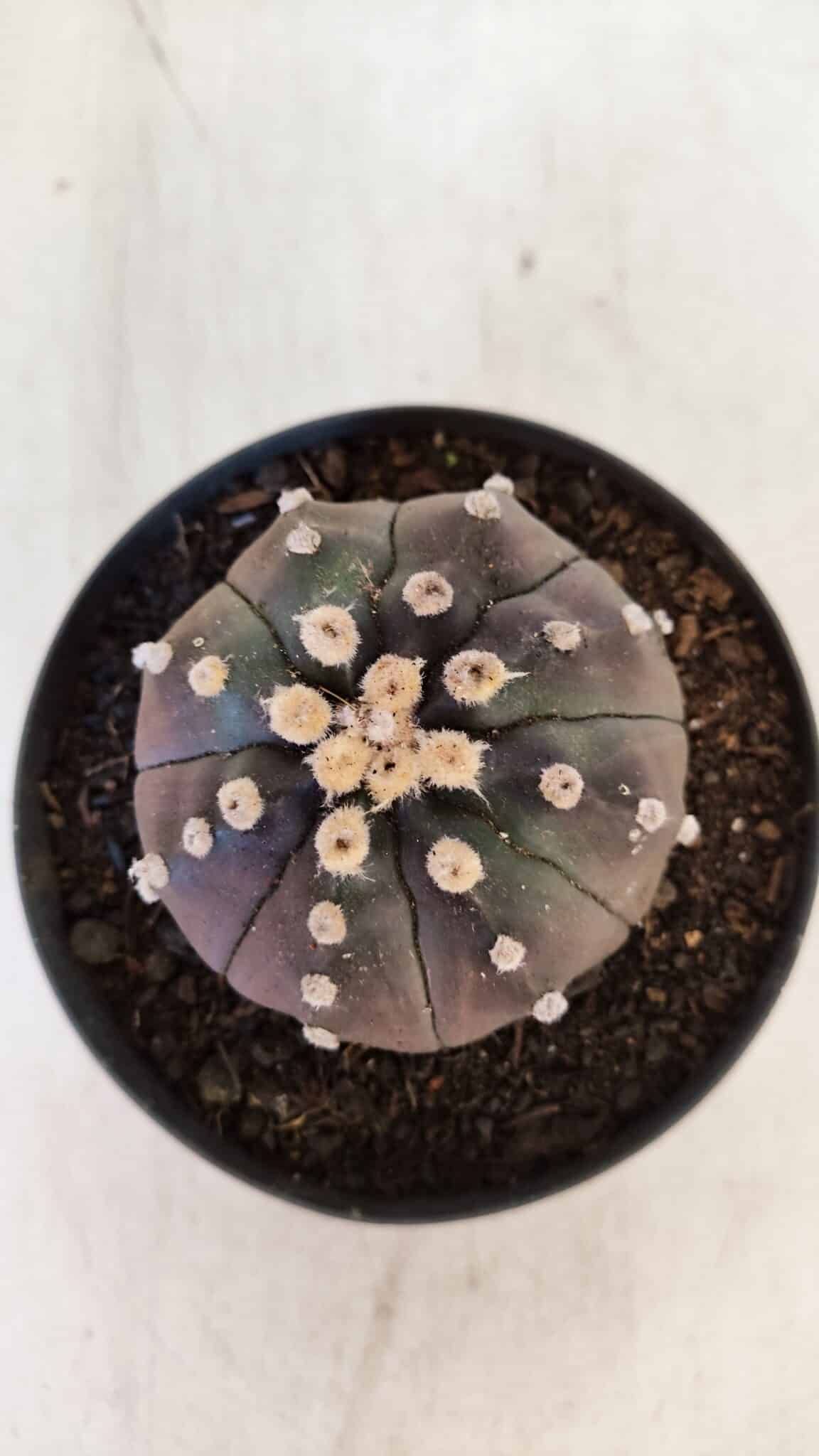 ASTROPHYTUM ASTERIAS “Purple”  Nº 892 – vaso 11