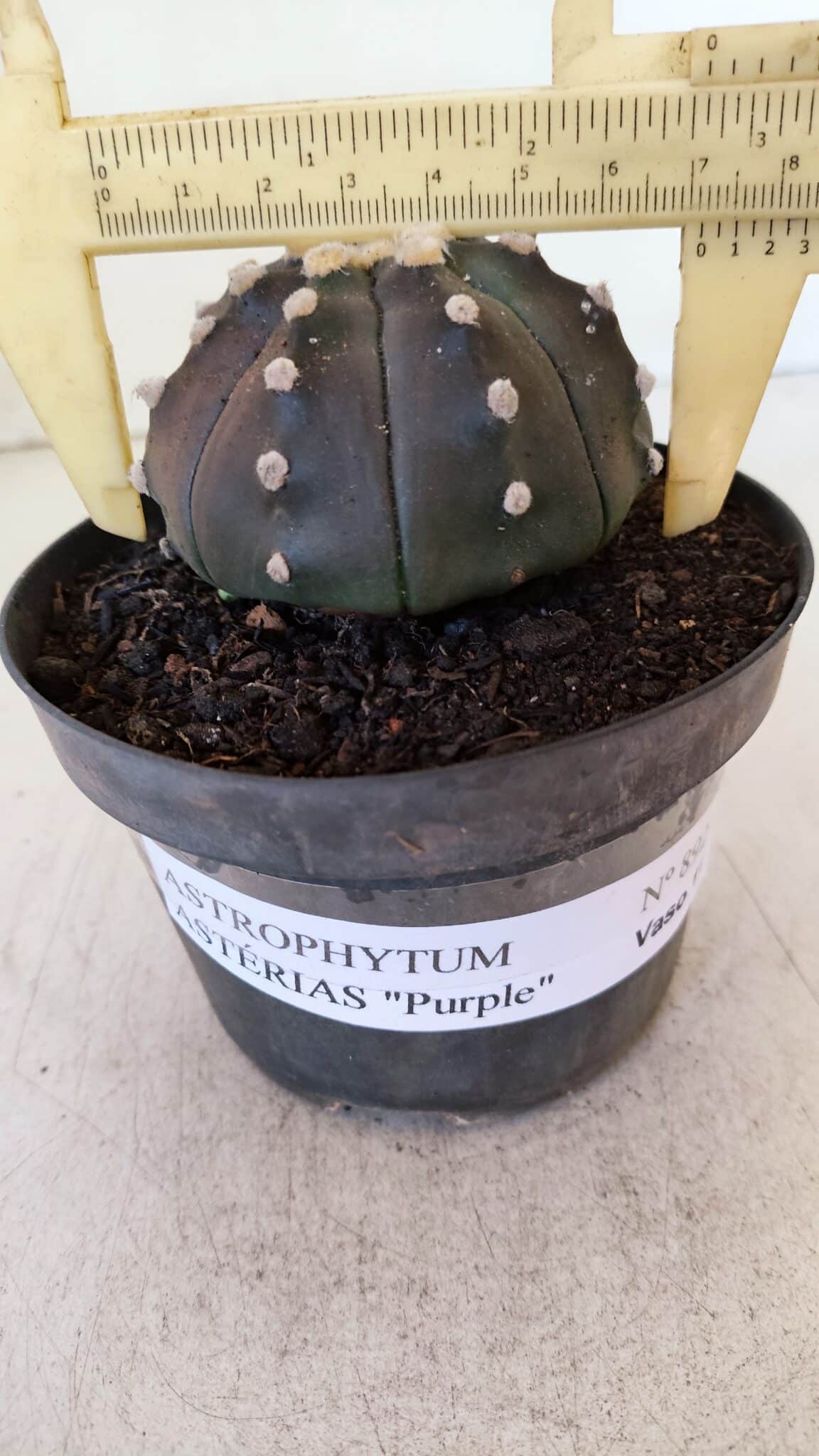 ASTROPHYTUM ASTERIAS “Purple”  Nº 892 – vaso 11