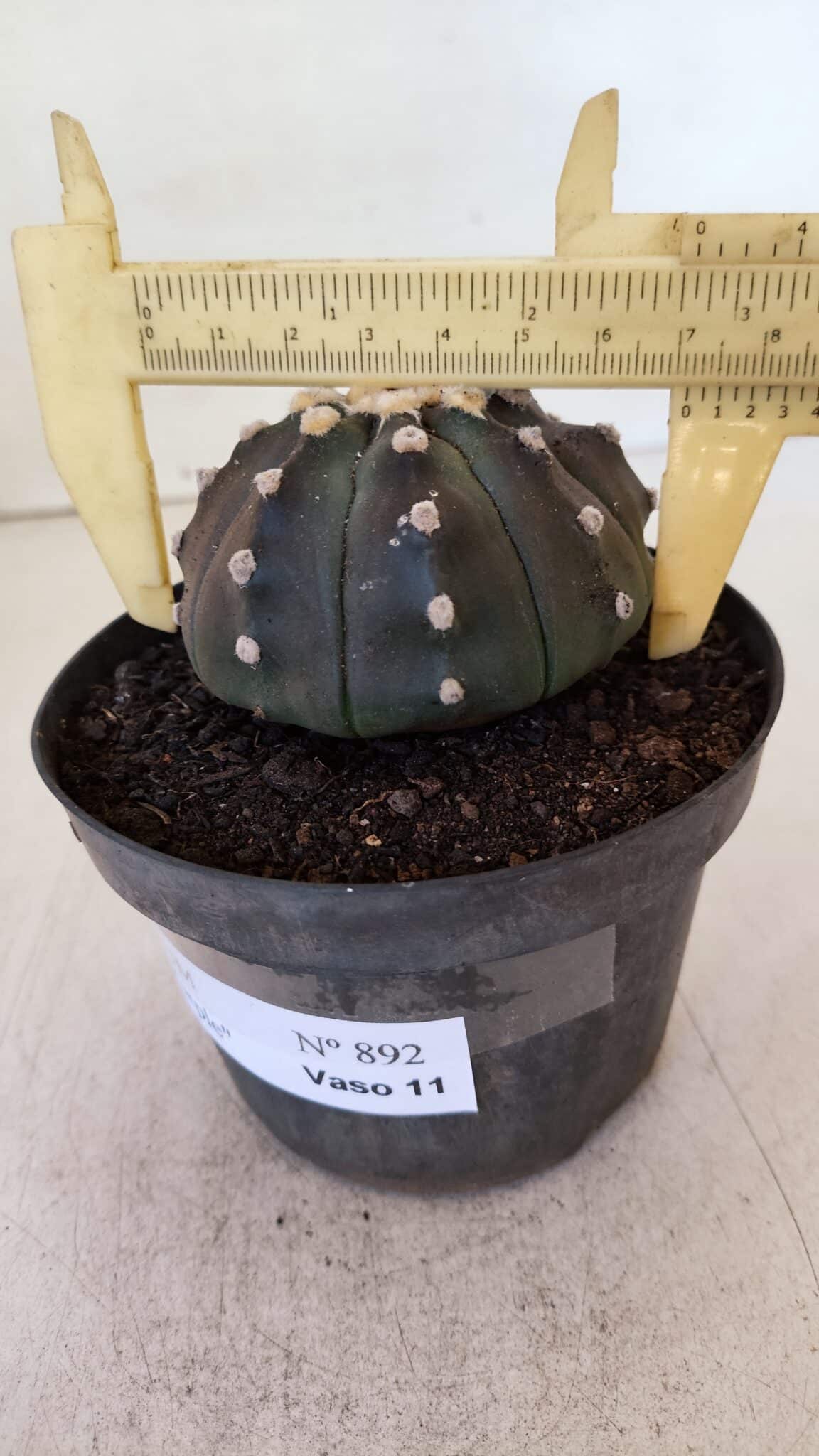 ASTROPHYTUM ASTERIAS “Purple”  Nº 892 – vaso 11