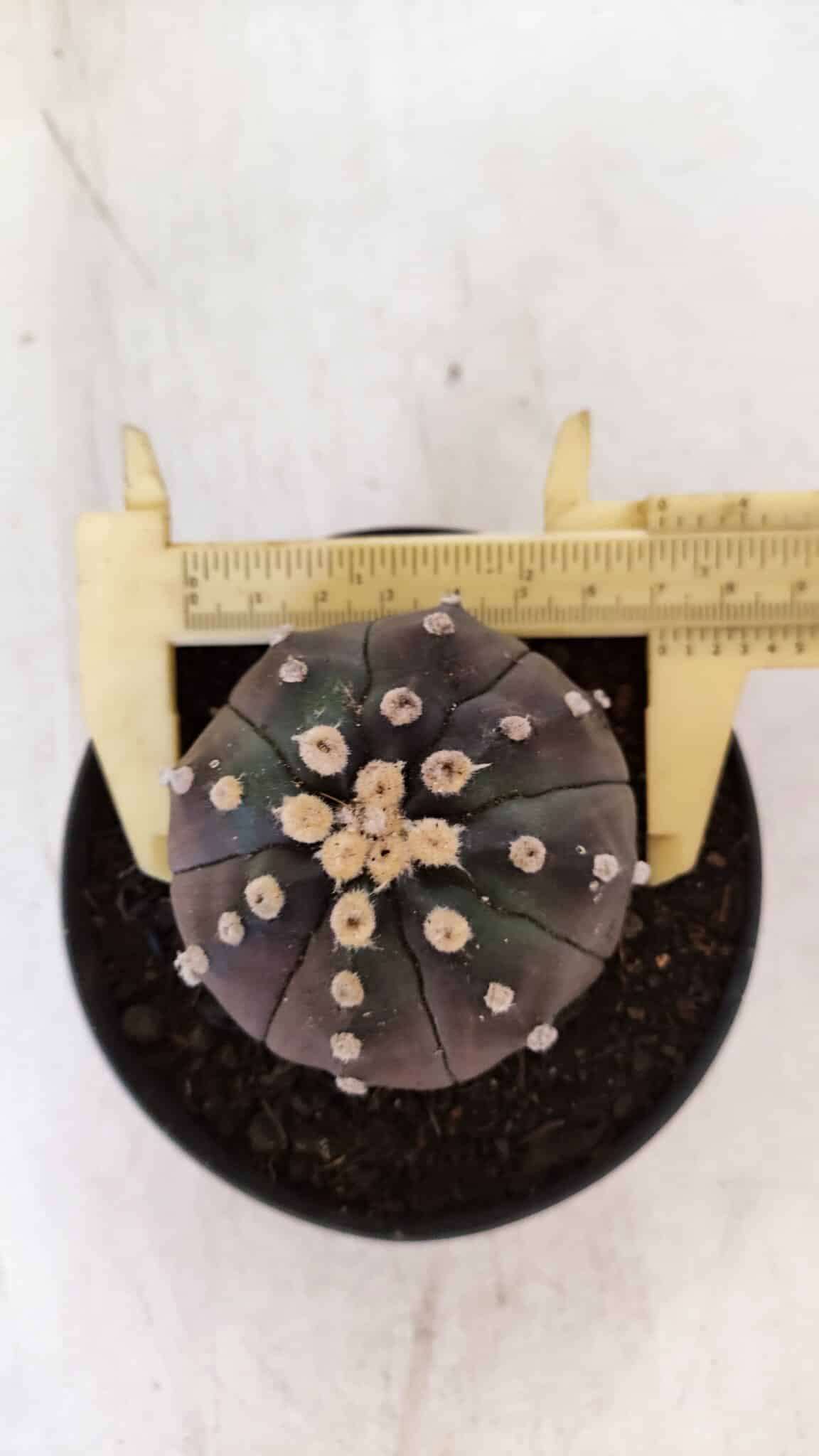 ASTROPHYTUM ASTERIAS “Purple”  Nº 892 – vaso 11