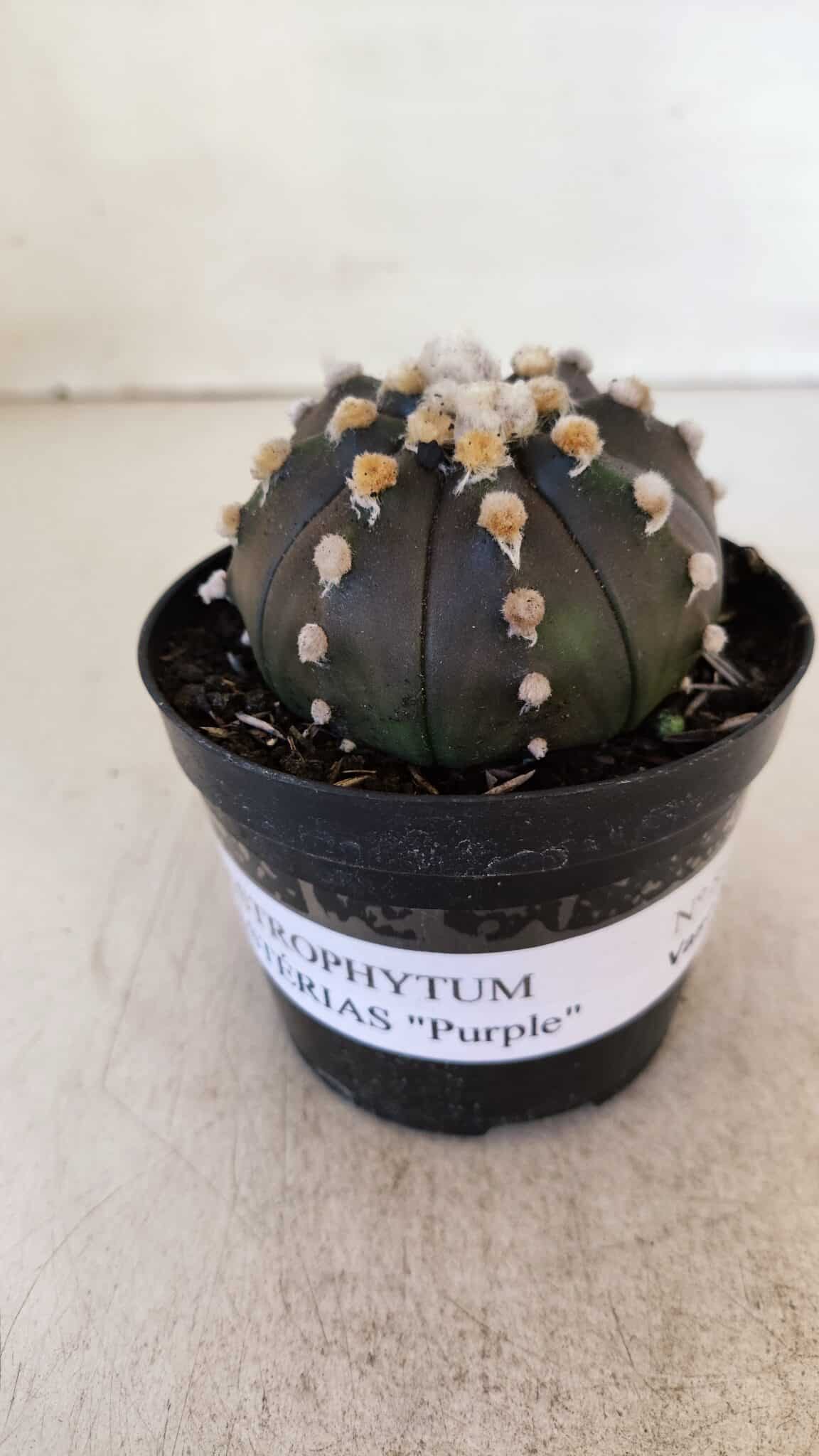ASTROPHYTUM ASTERIAS “Purple”  Nº 893 – vaso 09