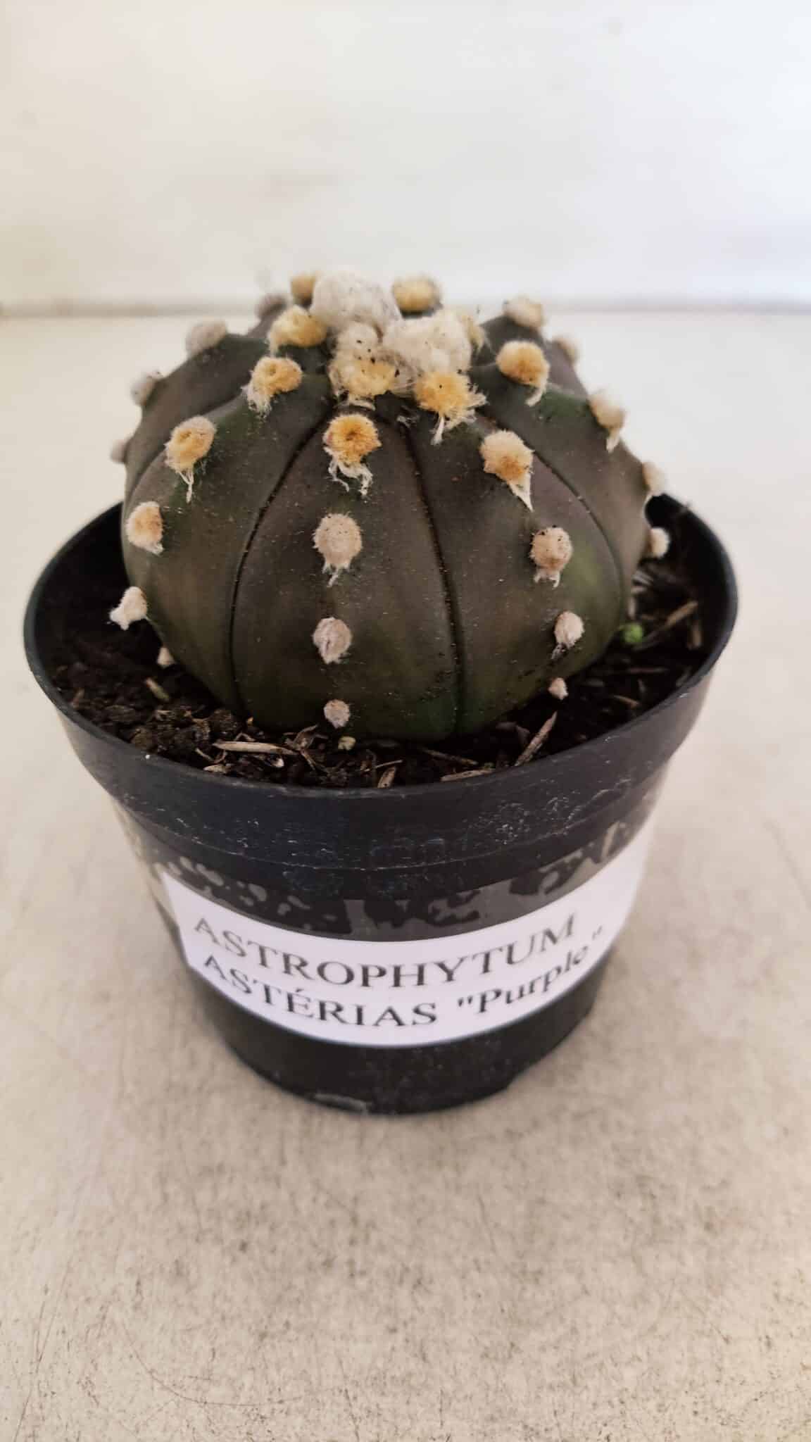 ASTROPHYTUM ASTERIAS “Purple”  Nº 893 – vaso 09