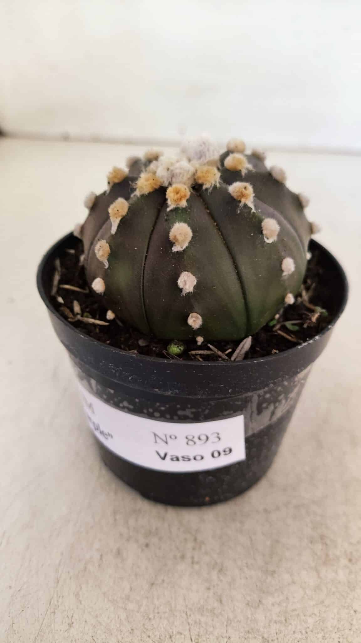 ASTROPHYTUM ASTERIAS “Purple”  Nº 893 – vaso 09