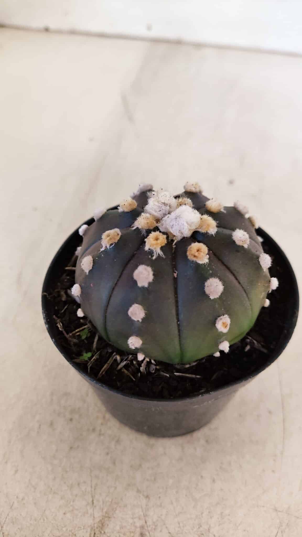ASTROPHYTUM ASTERIAS “Purple”  Nº 893 – vaso 09