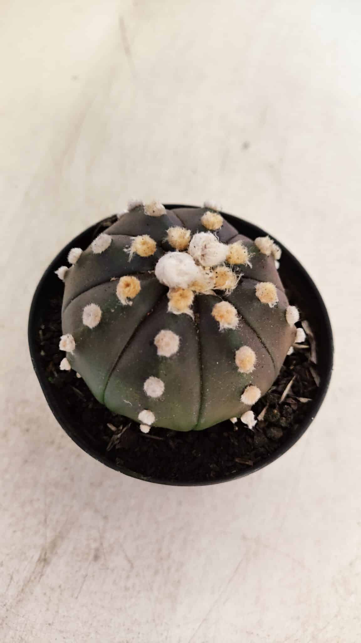 ASTROPHYTUM ASTERIAS “Purple”  Nº 893 – vaso 09