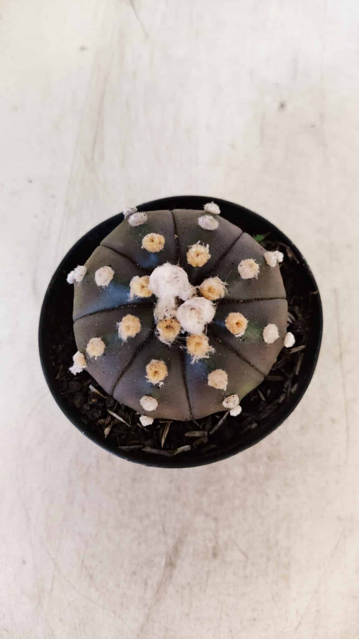 ASTROPHYTUM ASTERIAS “Purple”  Nº 893 – vaso 09