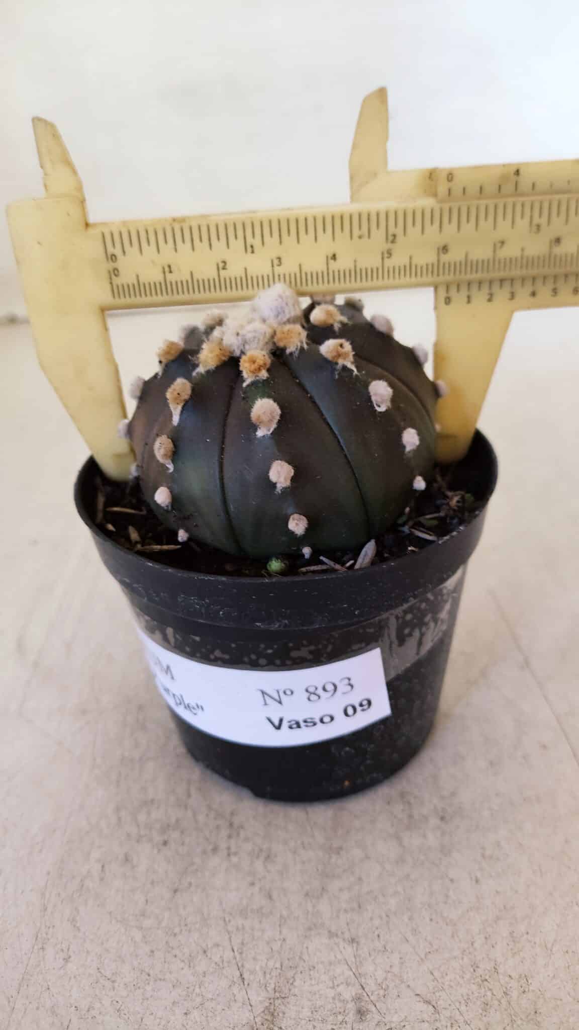 ASTROPHYTUM ASTERIAS “Purple”  Nº 893 – vaso 09