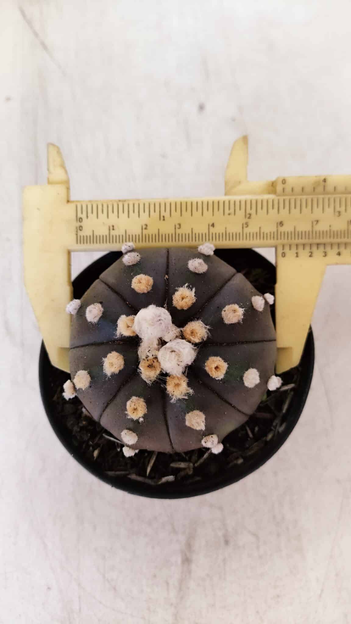 ASTROPHYTUM ASTERIAS “Purple”  Nº 893 – vaso 09