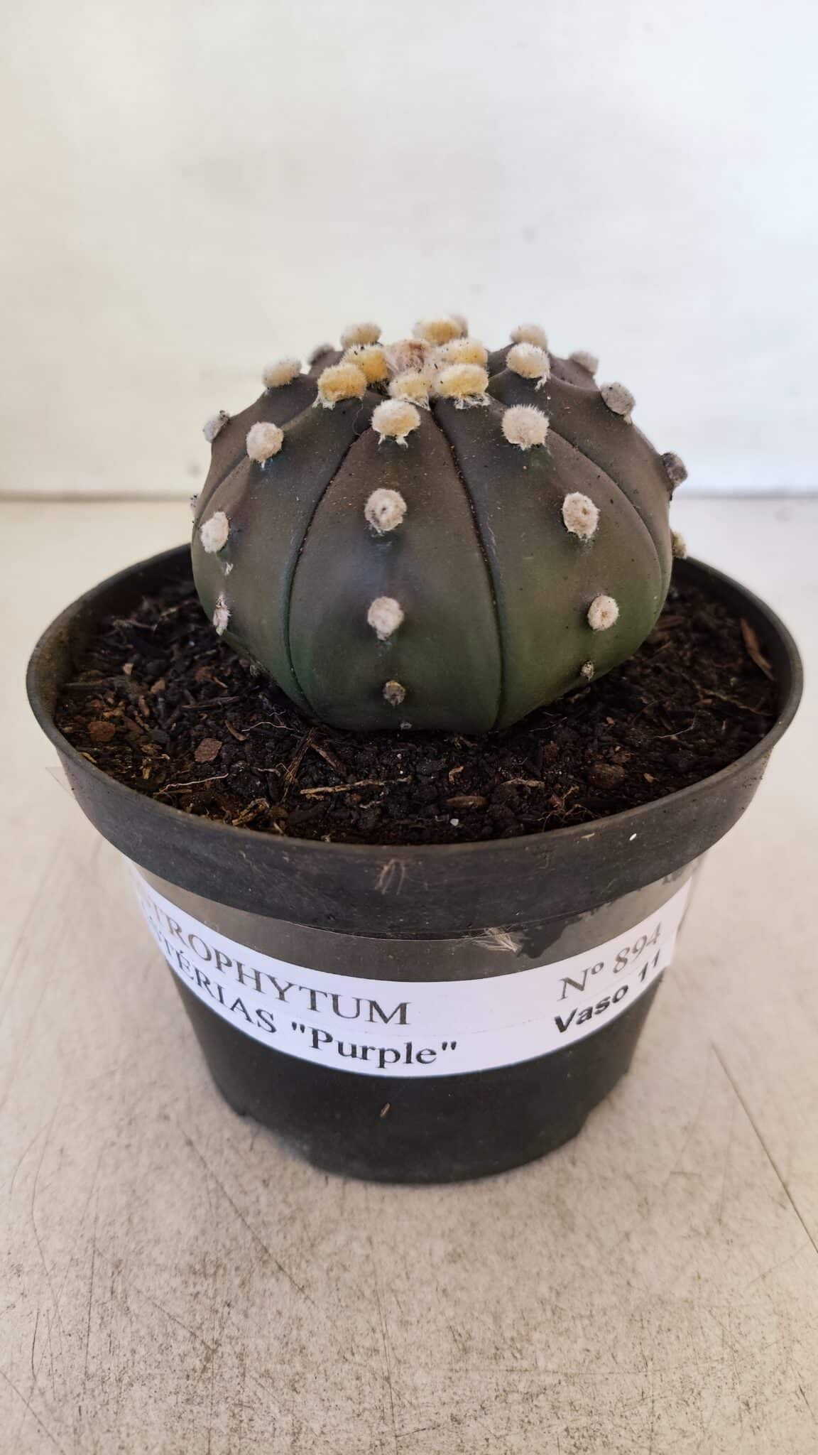 ASTROPHYTUM ASTERIAS “Purple”  Nº 894 – vaso 11