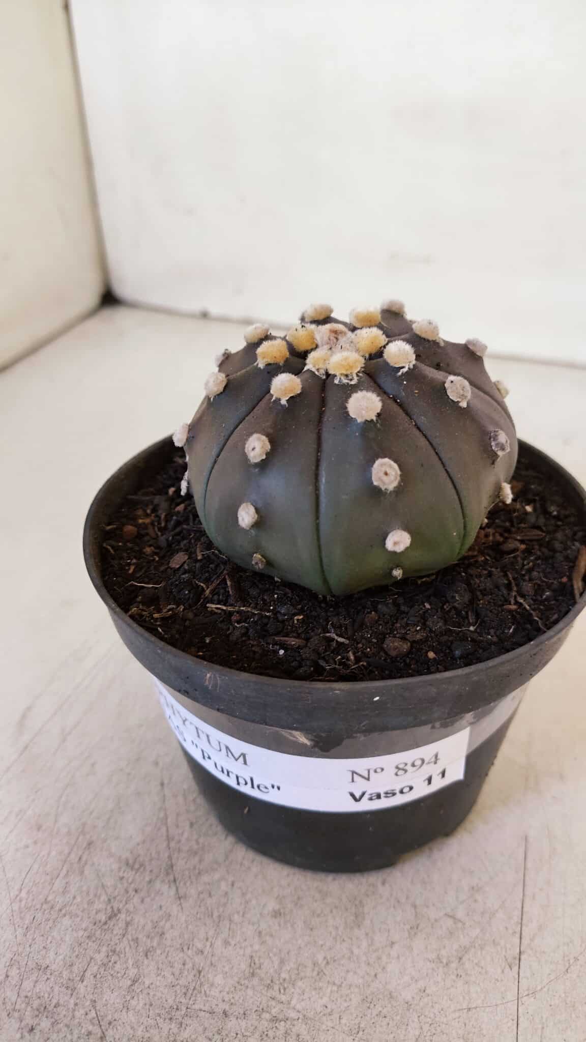 ASTROPHYTUM ASTERIAS “Purple”  Nº 894 – vaso 11