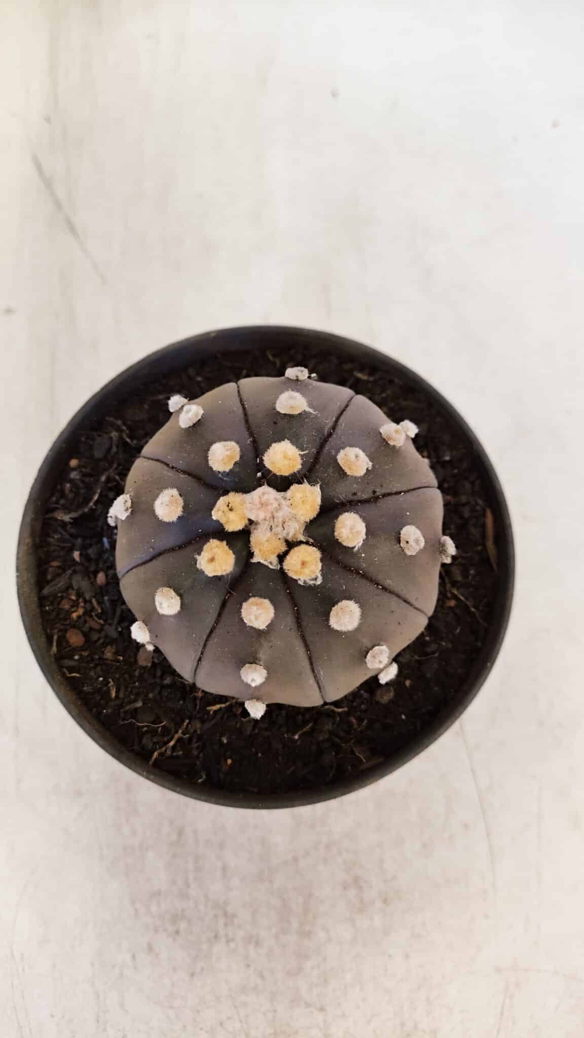 ASTROPHYTUM ASTERIAS “Purple”  Nº 894 – vaso 11