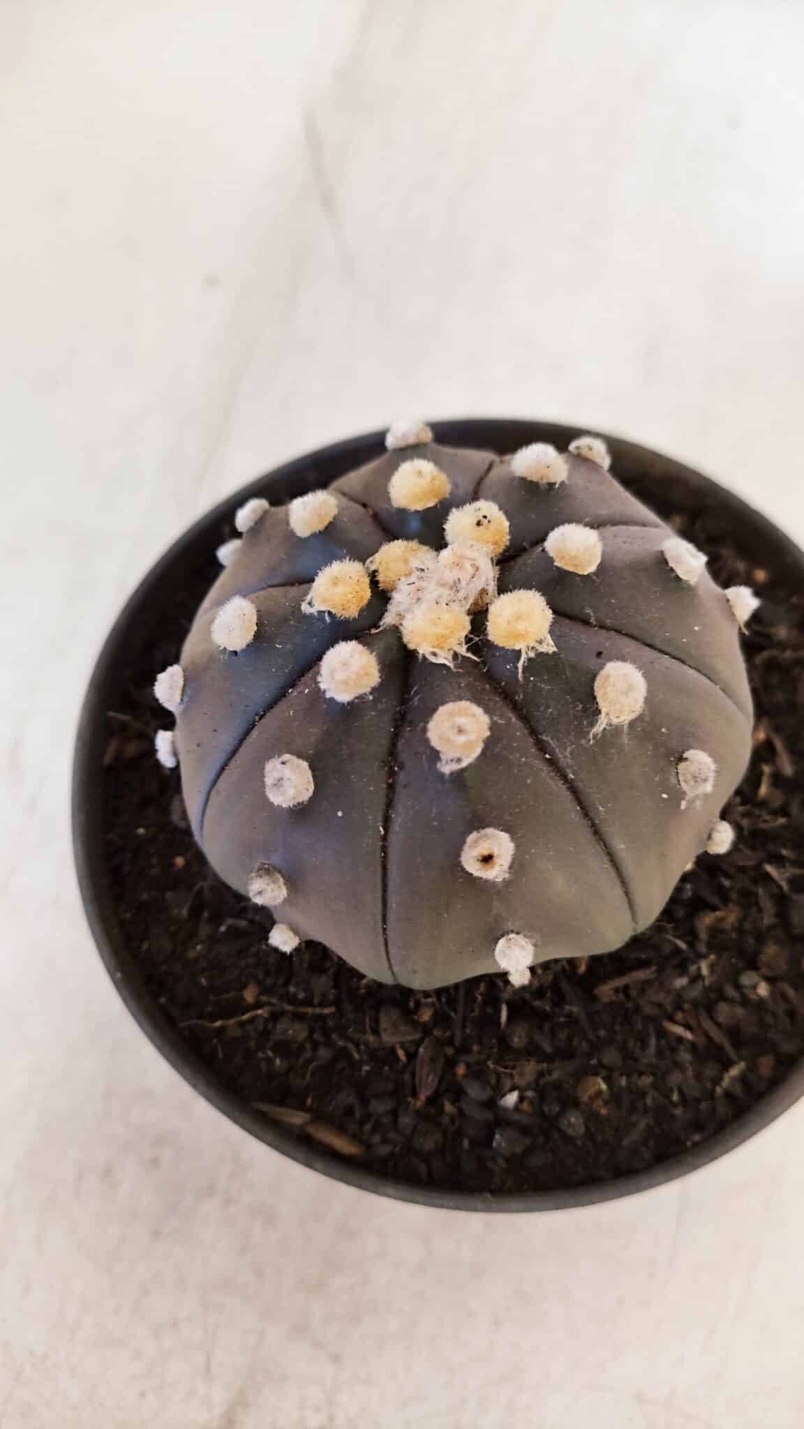 ASTROPHYTUM ASTERIAS “Purple”  Nº 894 – vaso 11
