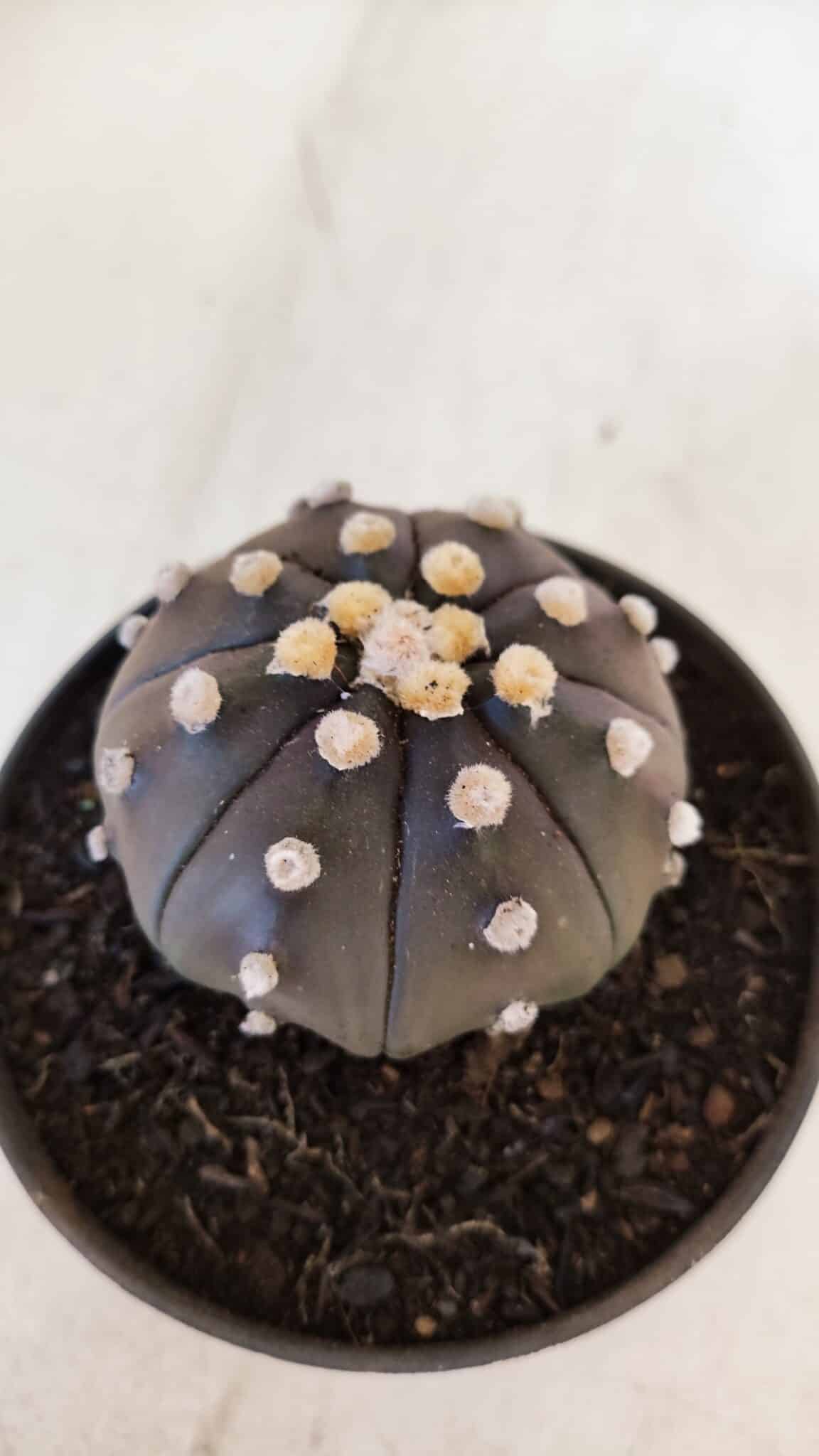 ASTROPHYTUM ASTERIAS “Purple”  Nº 894 – vaso 11