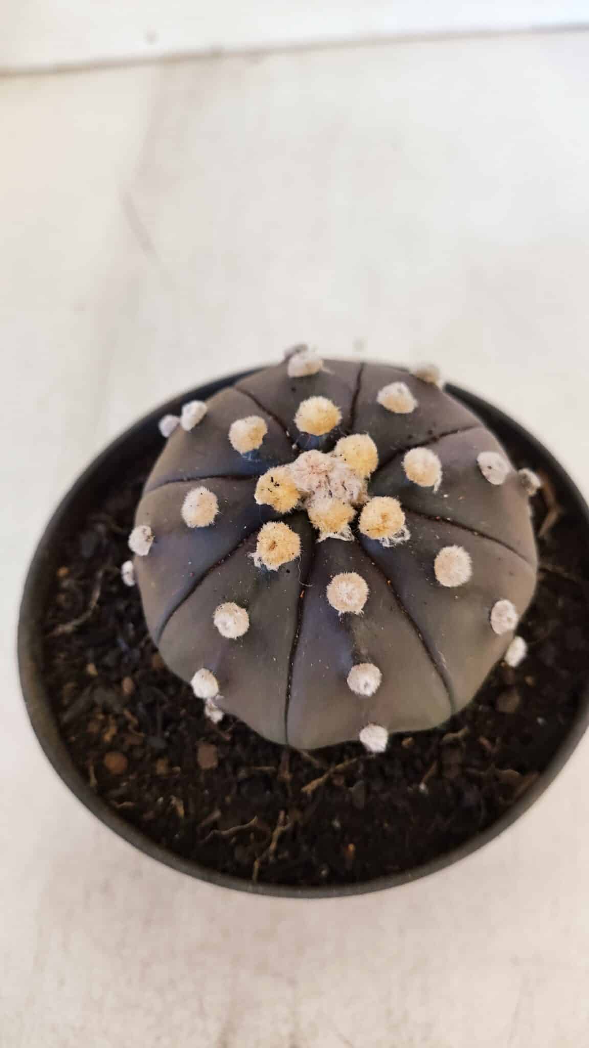 ASTROPHYTUM ASTERIAS “Purple”  Nº 894 – vaso 11
