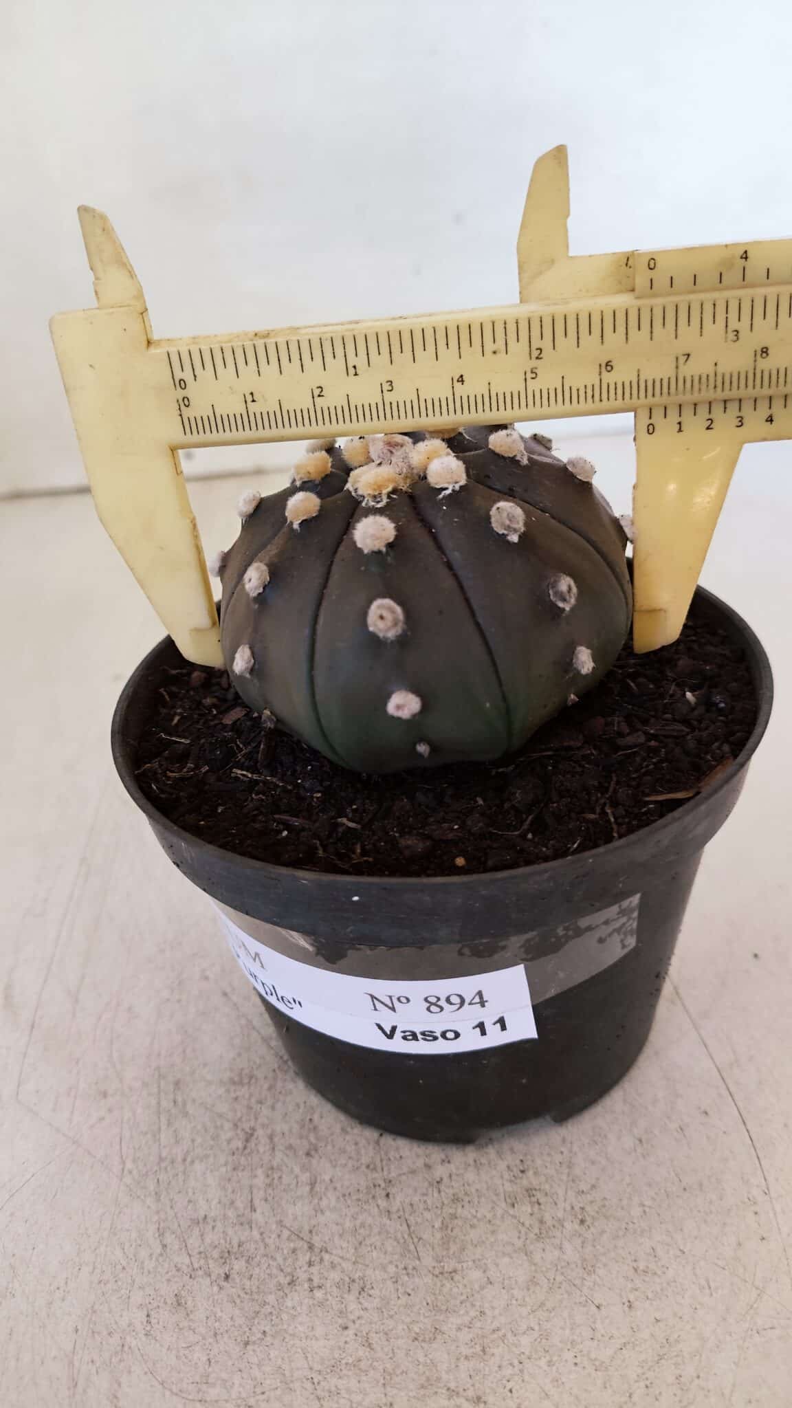 ASTROPHYTUM ASTERIAS “Purple”  Nº 894 – vaso 11