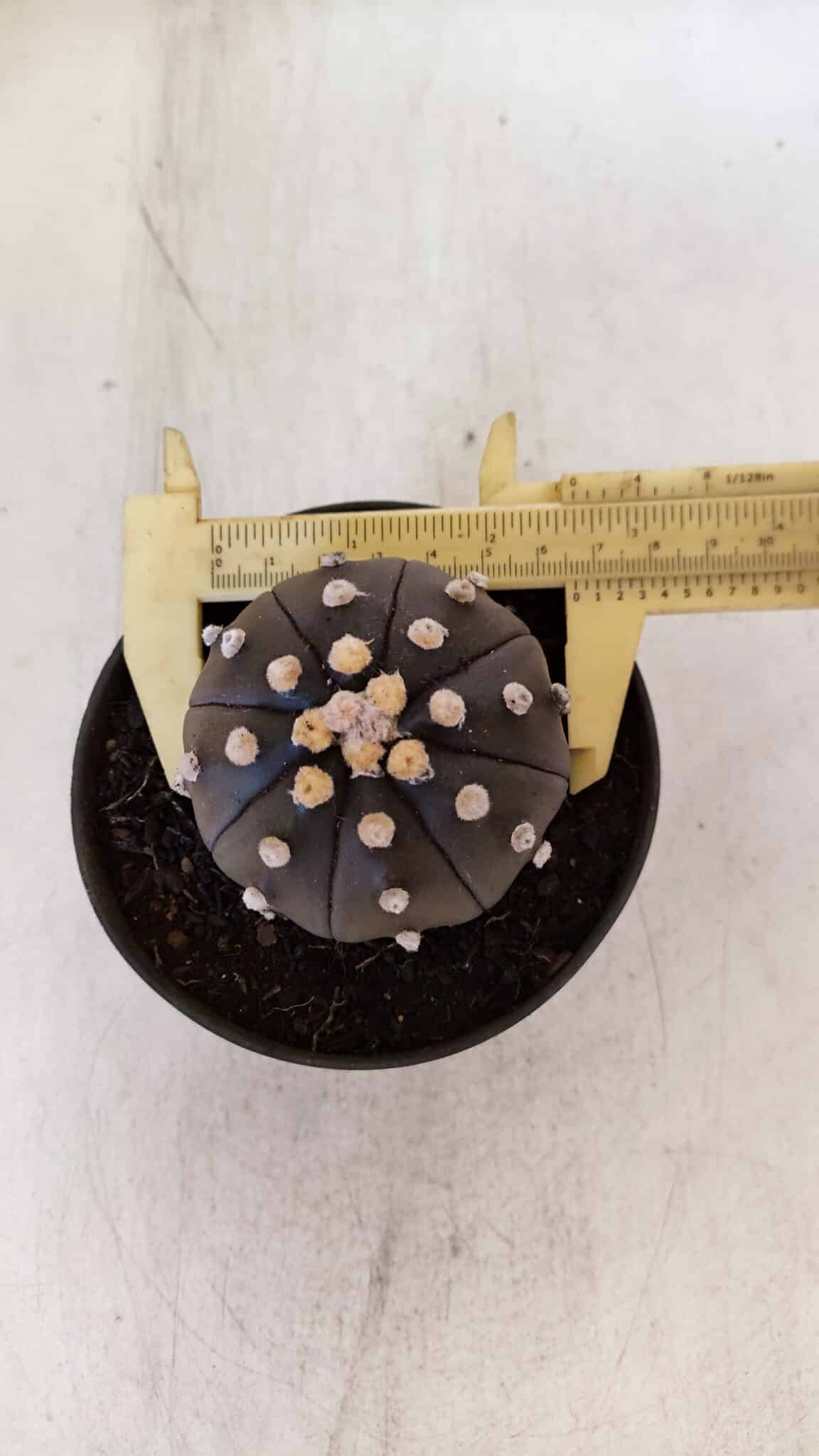 ASTROPHYTUM ASTERIAS “Purple”  Nº 894 – vaso 11
