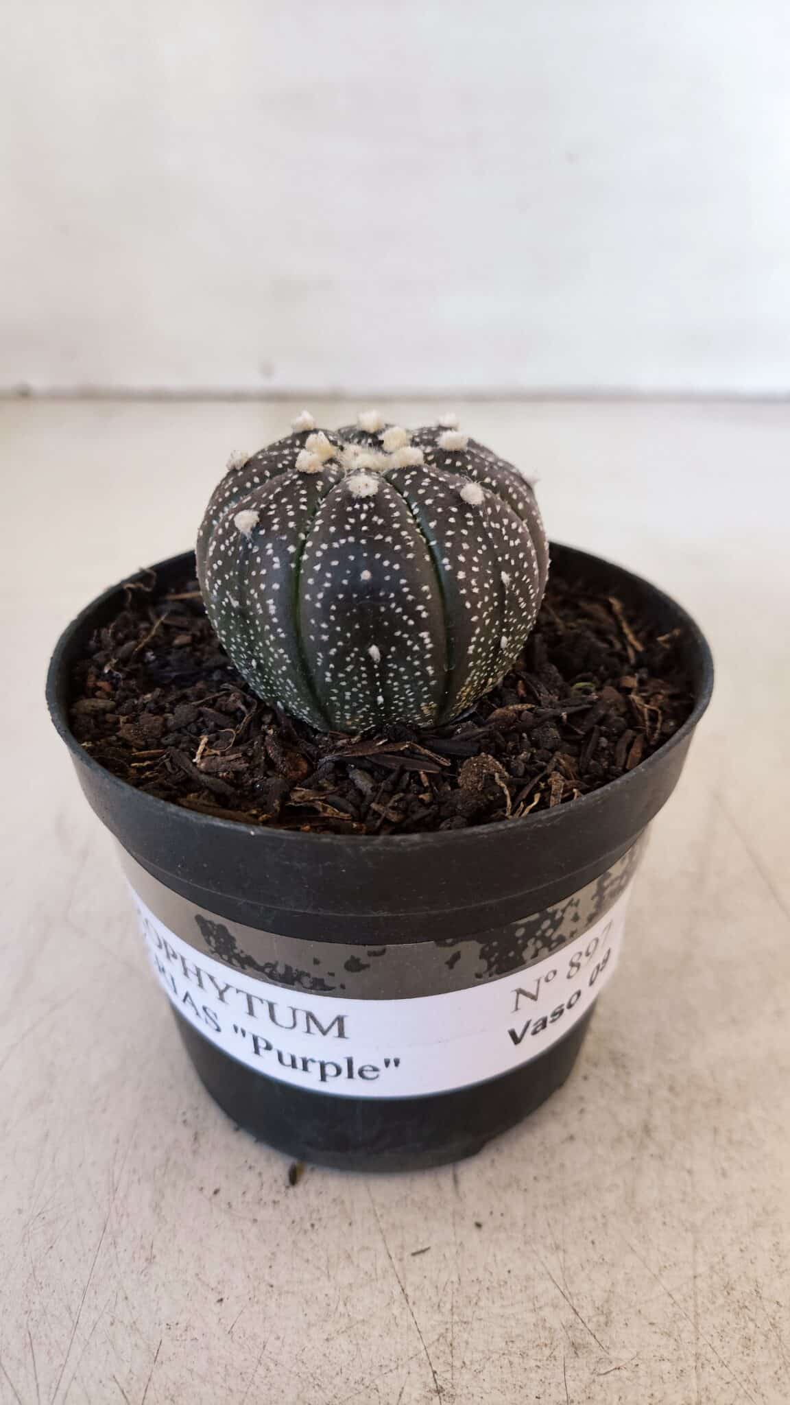 ASTROPHYTUM ASTERIAS “Purple”  Nº 897 – vaso 09