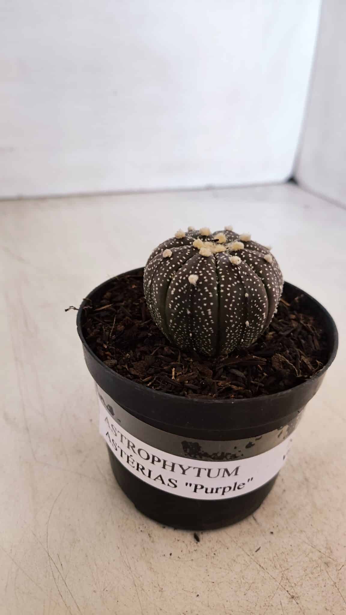 ASTROPHYTUM ASTERIAS “Purple”  Nº 897 – vaso 09
