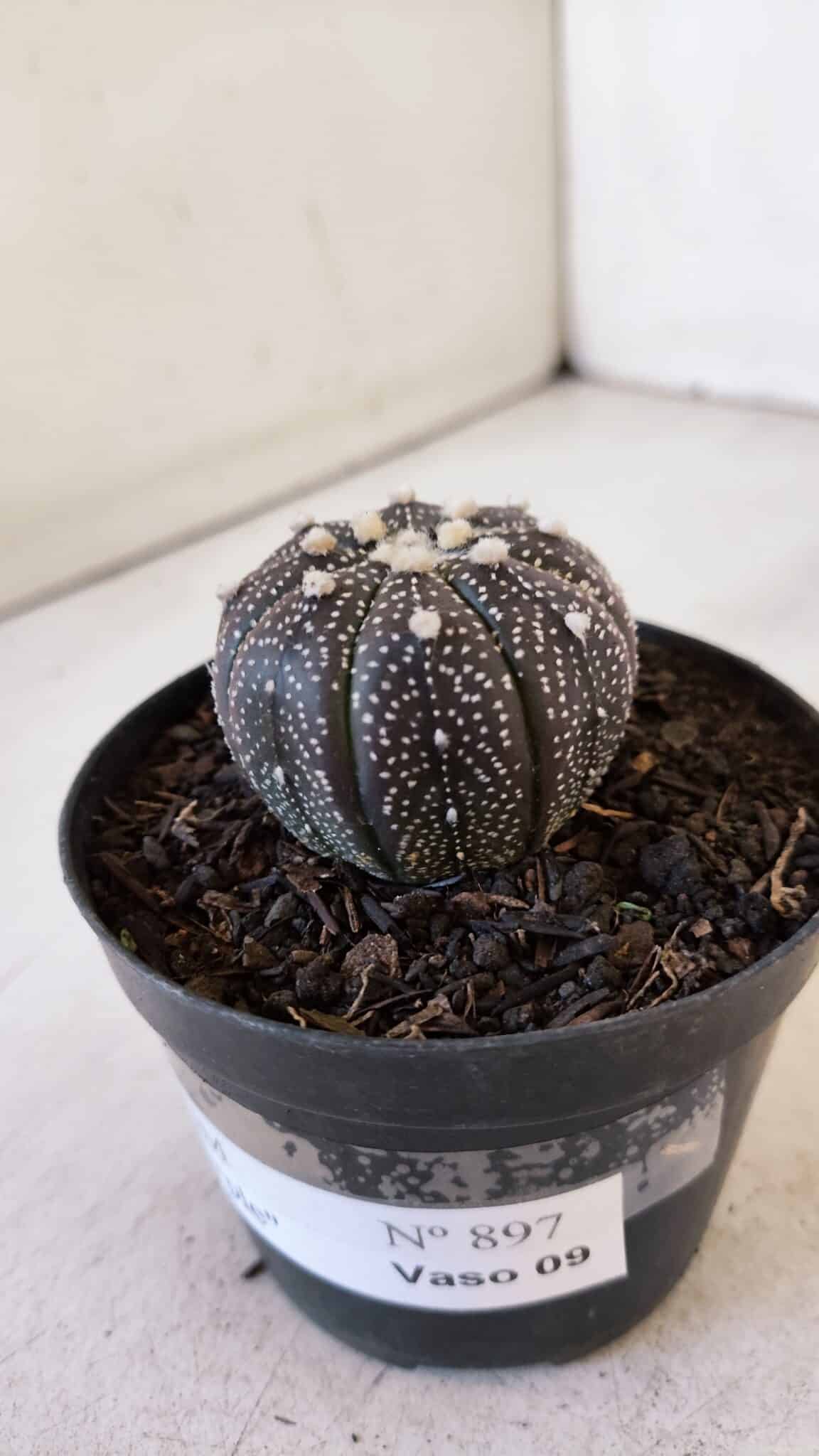 ASTROPHYTUM ASTERIAS “Purple”  Nº 897 – vaso 09