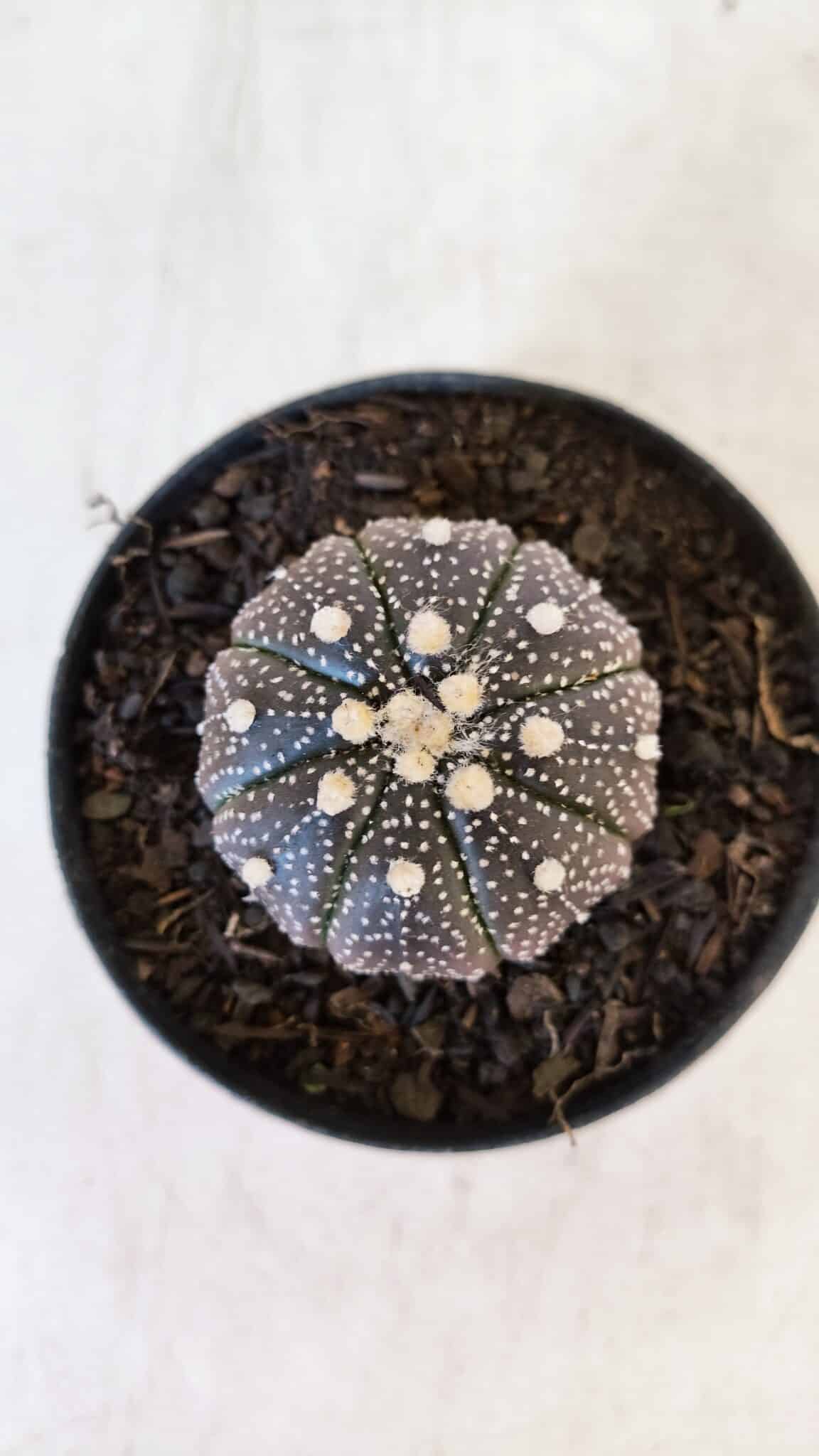 ASTROPHYTUM ASTERIAS “Purple”  Nº 897 – vaso 09