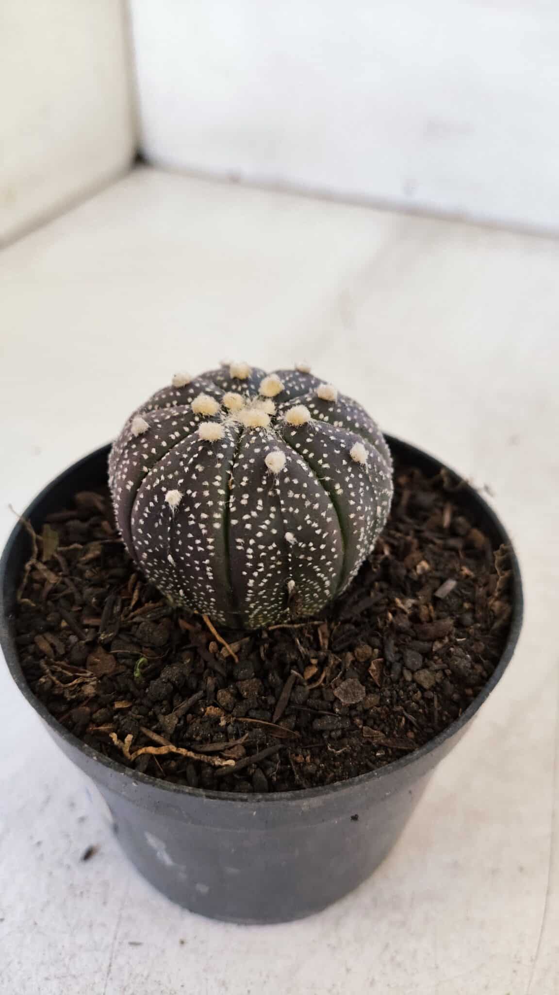 ASTROPHYTUM ASTERIAS “Purple”  Nº 897 – vaso 09