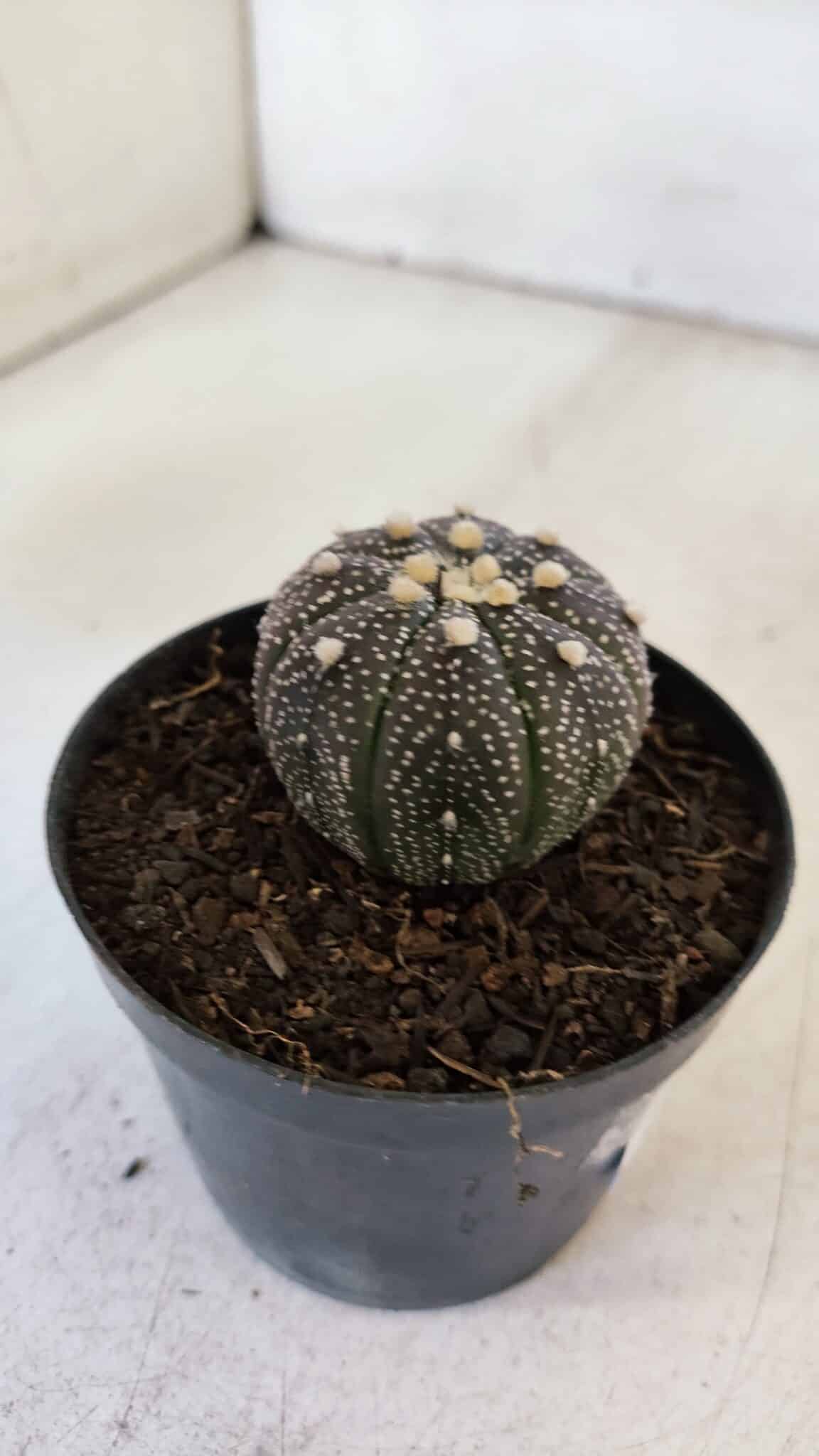 ASTROPHYTUM ASTERIAS “Purple”  Nº 897 – vaso 09