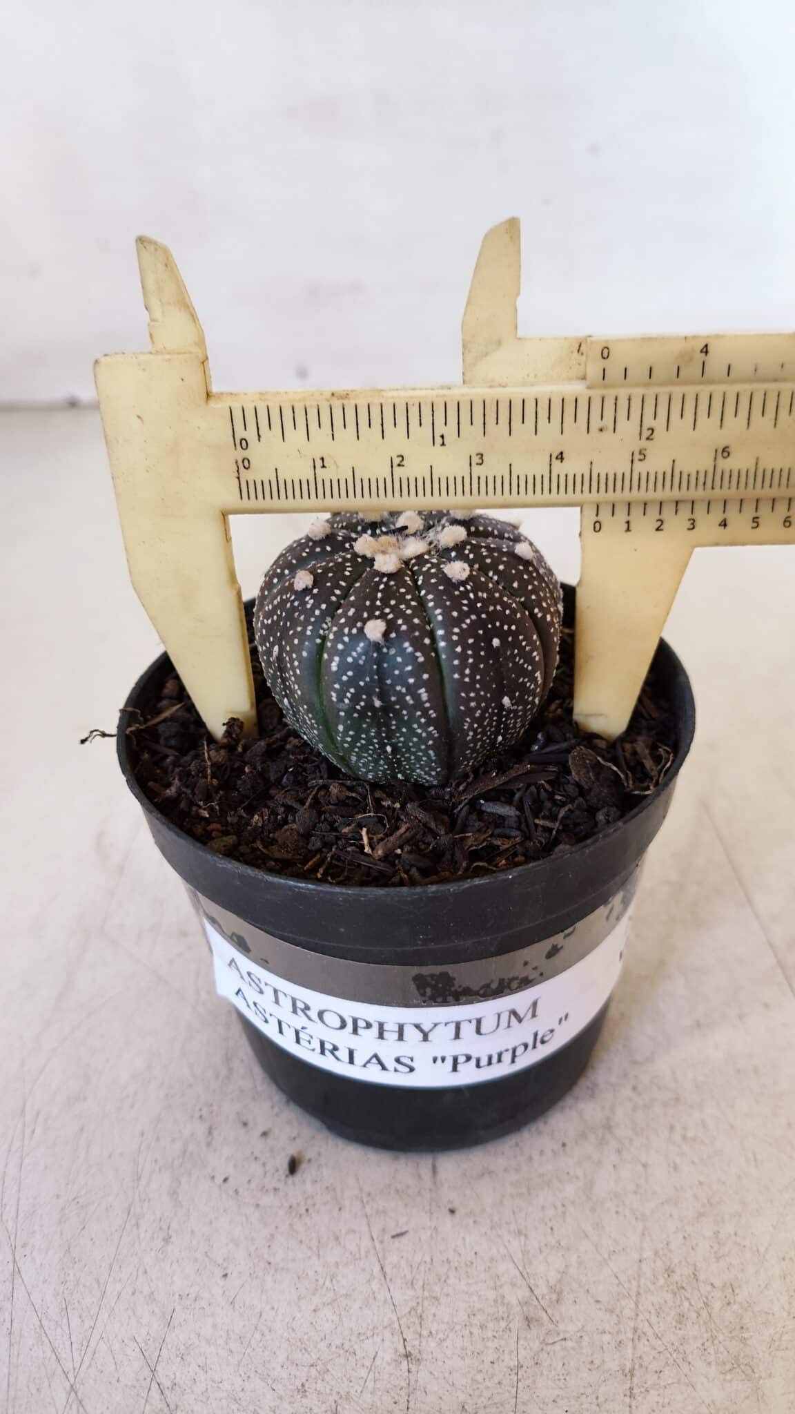 ASTROPHYTUM ASTERIAS “Purple”  Nº 897 – vaso 09