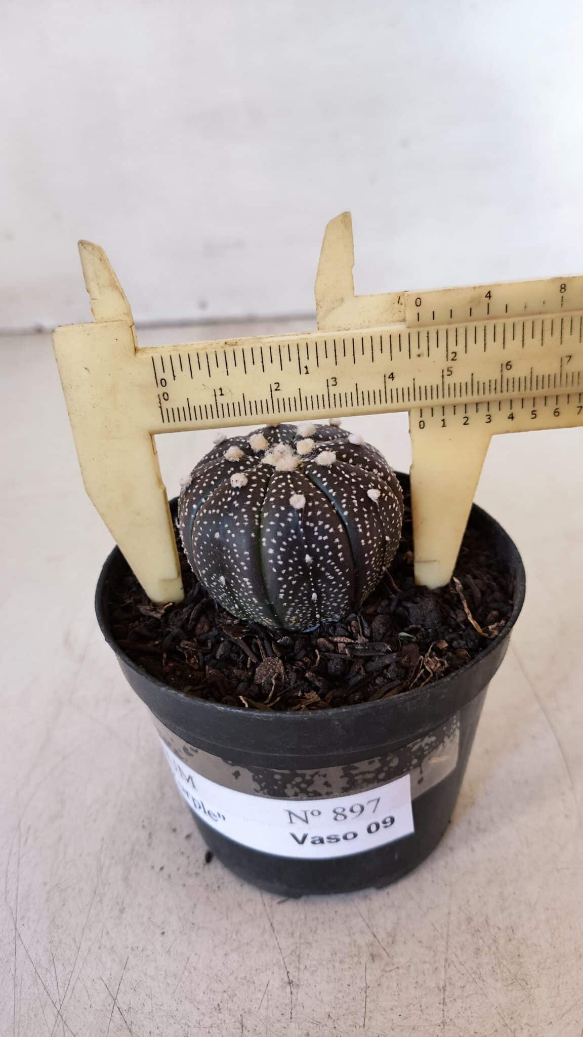 ASTROPHYTUM ASTERIAS “Purple”  Nº 897 – vaso 09
